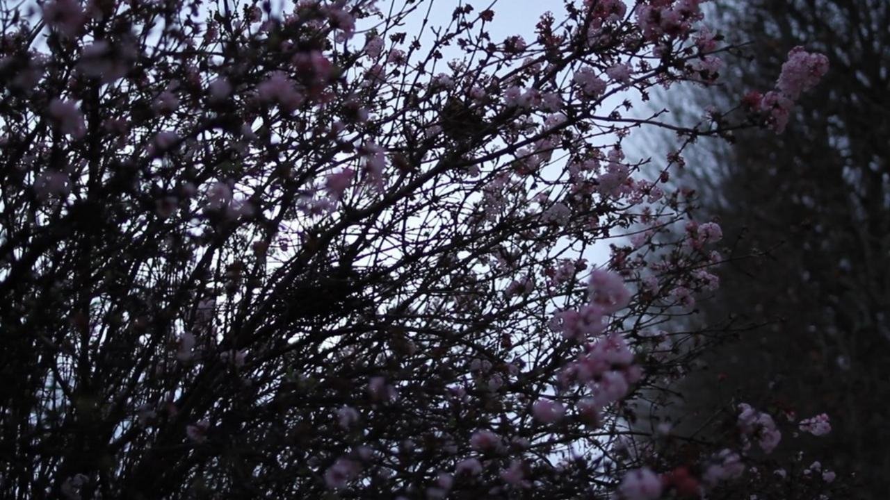 Backdrop for It May Be That Beauty Has Strengthened Our Resolve - Masao Adachi