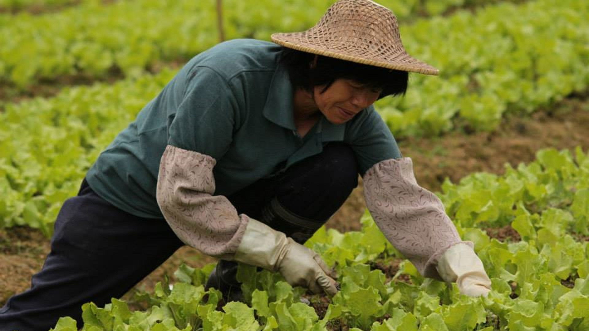 Backdrop for Open Road After Harvest