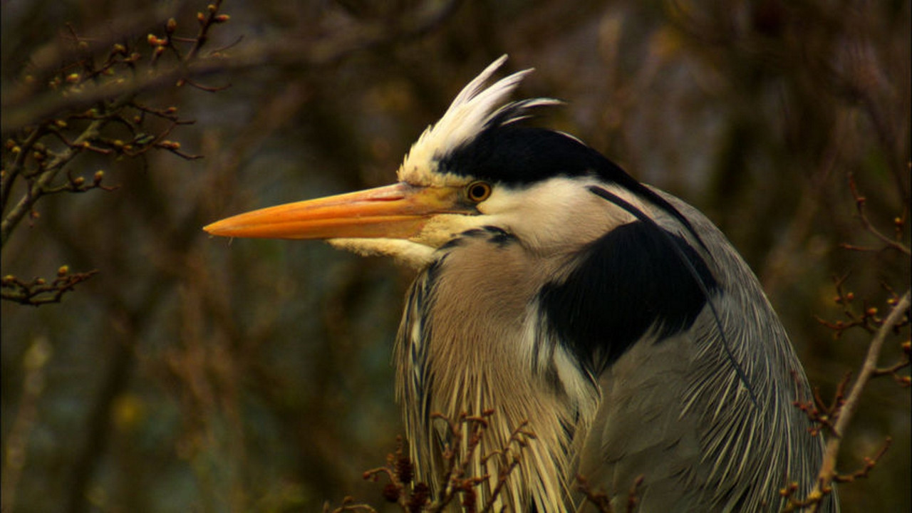 Backdrop for Iolo's Secret Life of Birds