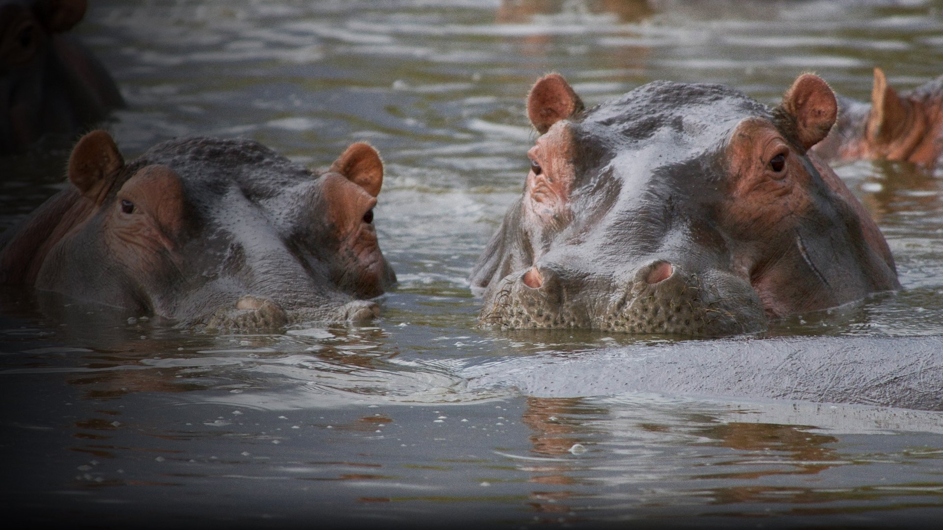 Backdrop for Hippo Supremacy
