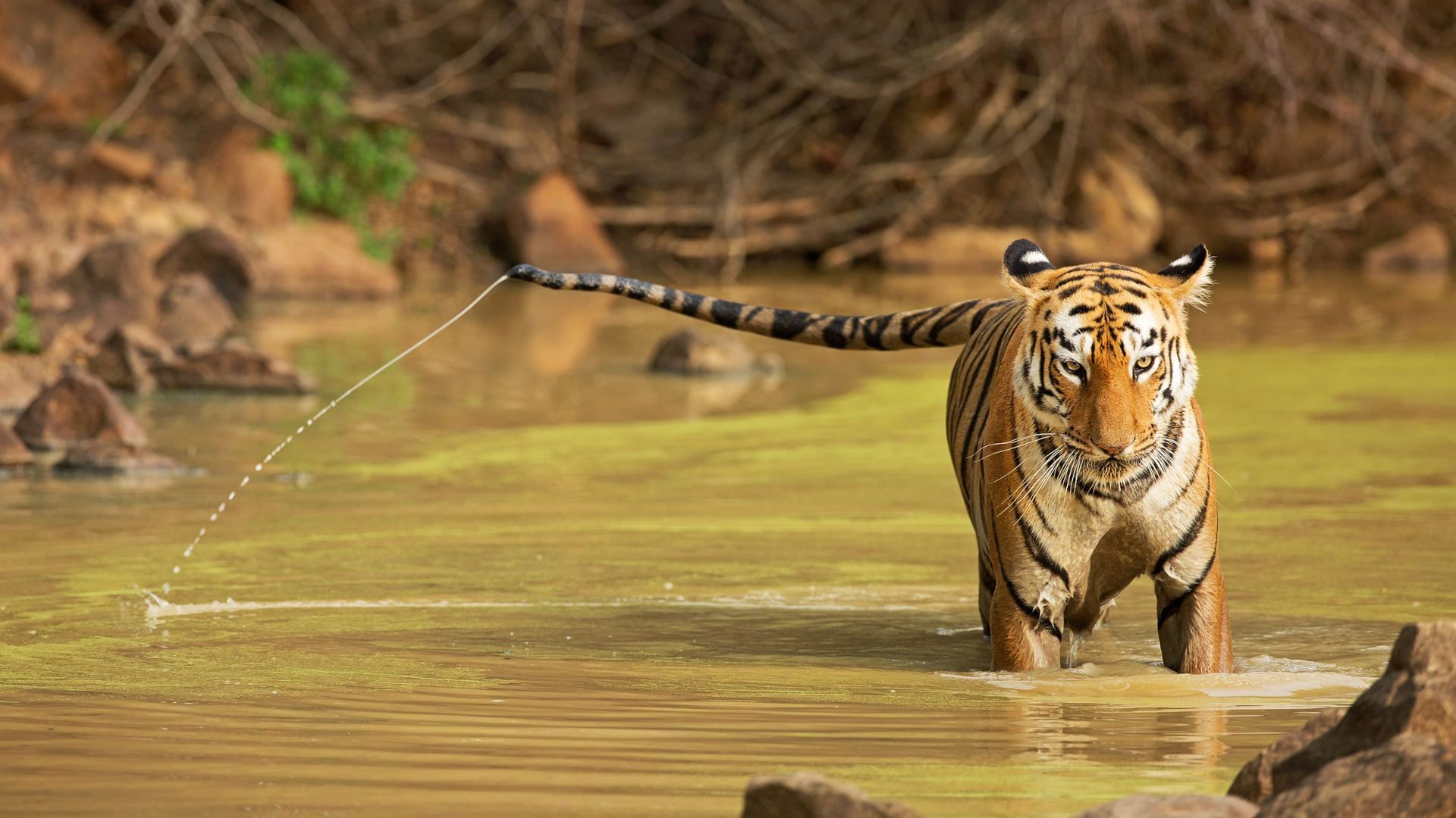 Backdrop for Maya, la tigresse du Maharashtra