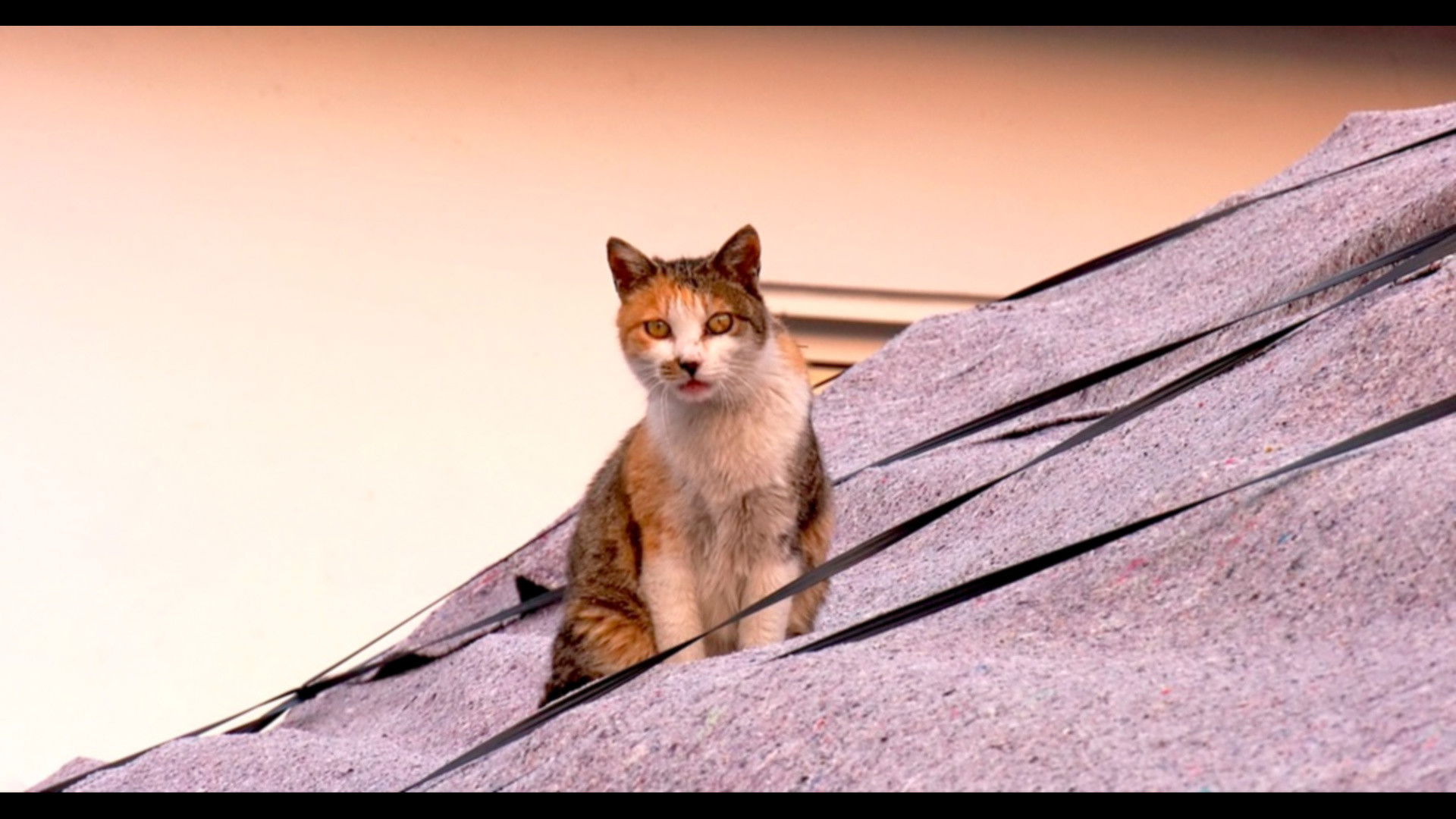 Backdrop for Our Cat