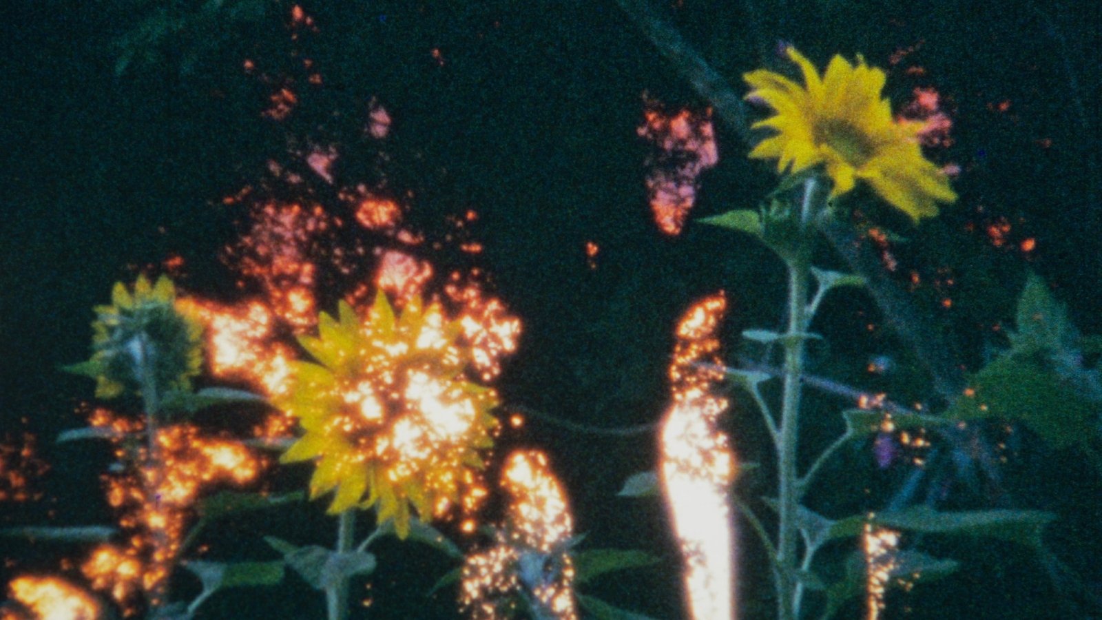 Backdrop for Lux Taal