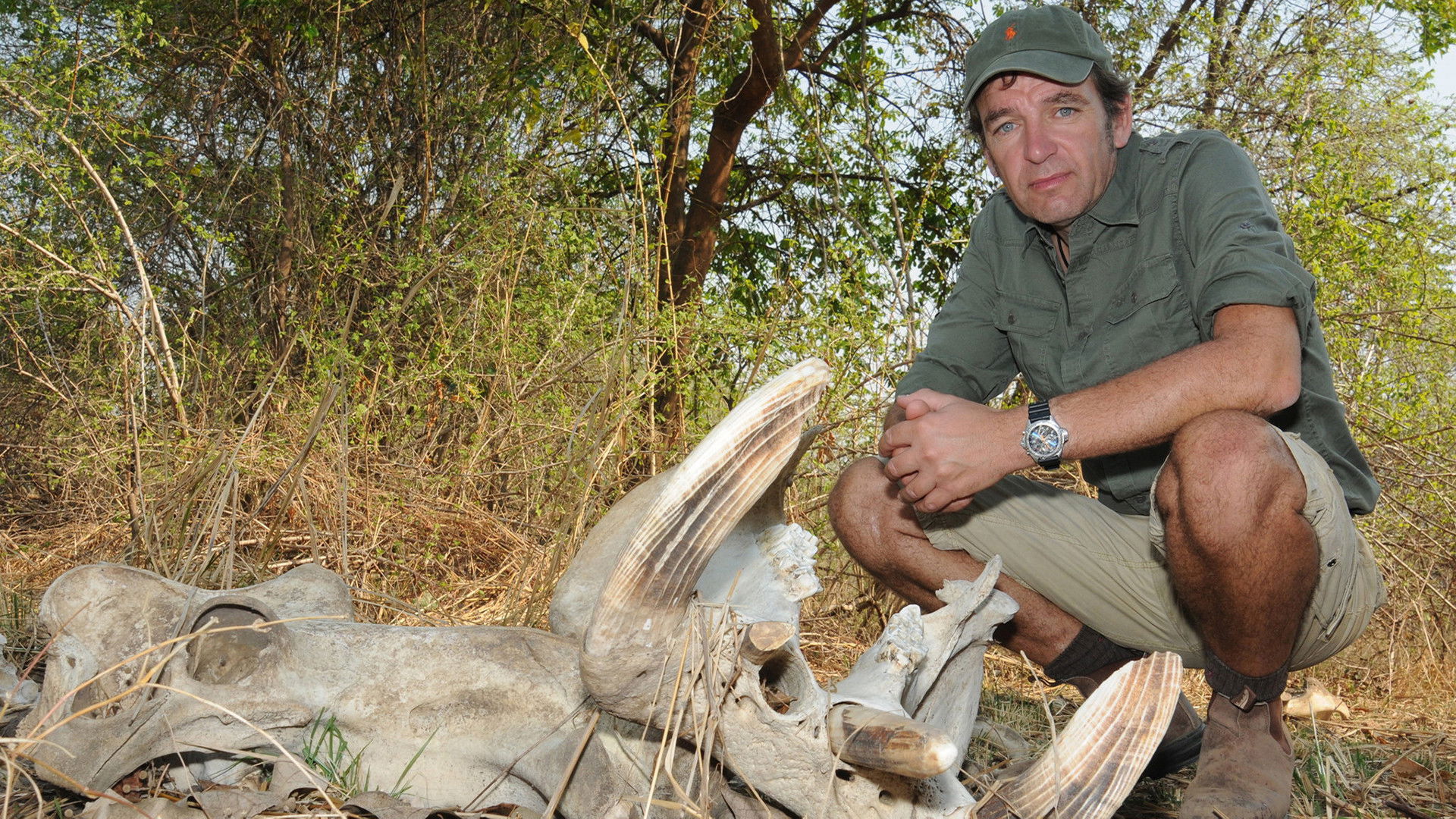 Backdrop for Hippo: Wild Feast Live
