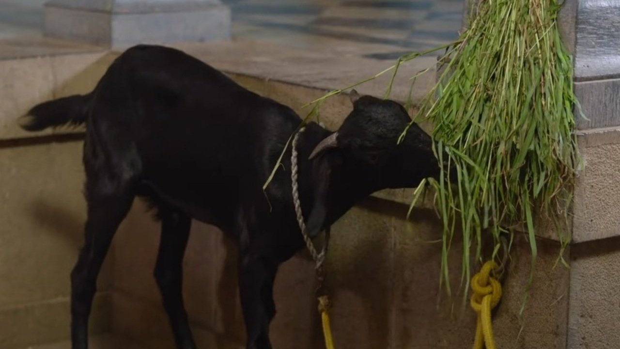 Backdrop for India Is My Country