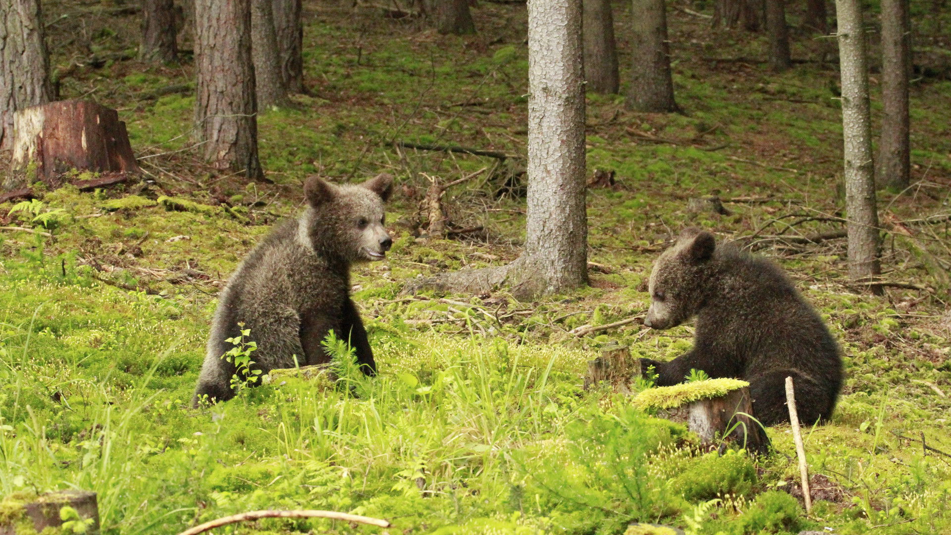 Backdrop for Beary Tales