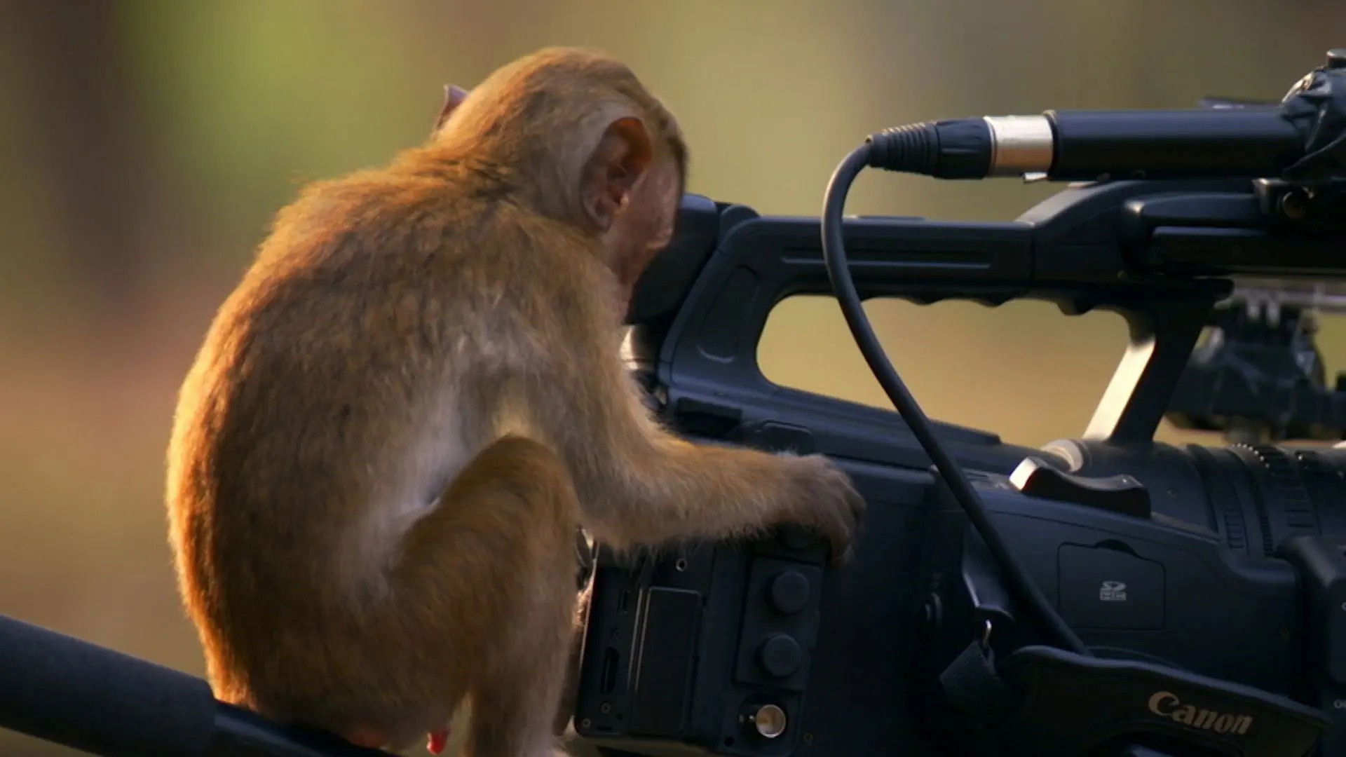 Backdrop for Bad Nature