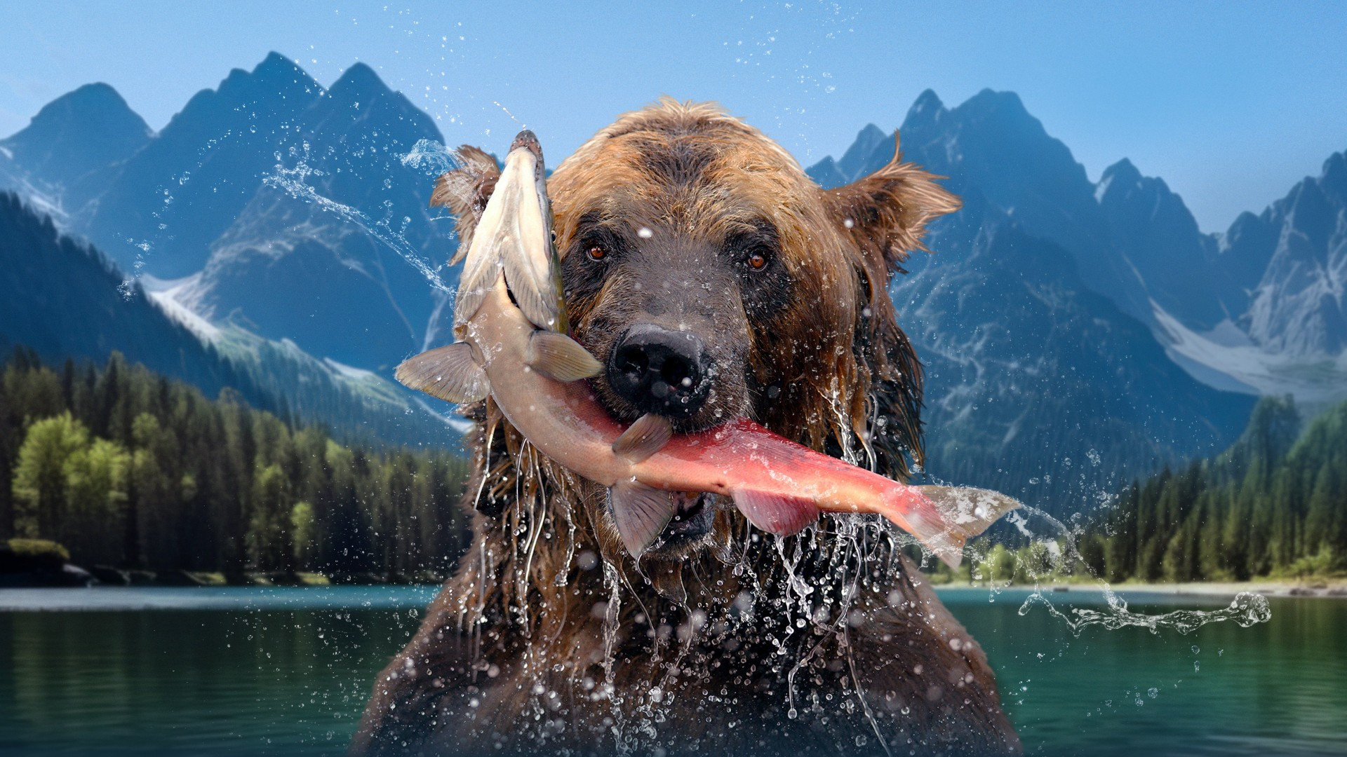Backdrop for The Hungry Games: Alaska's Big Bear Challenge