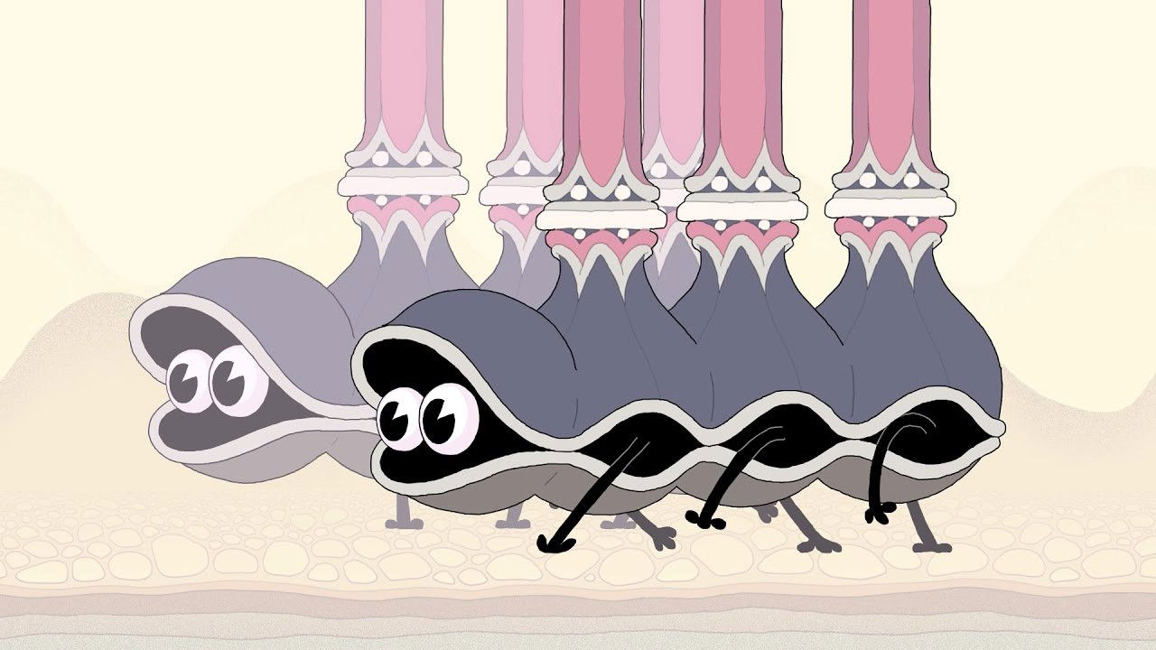 Backdrop for Double King