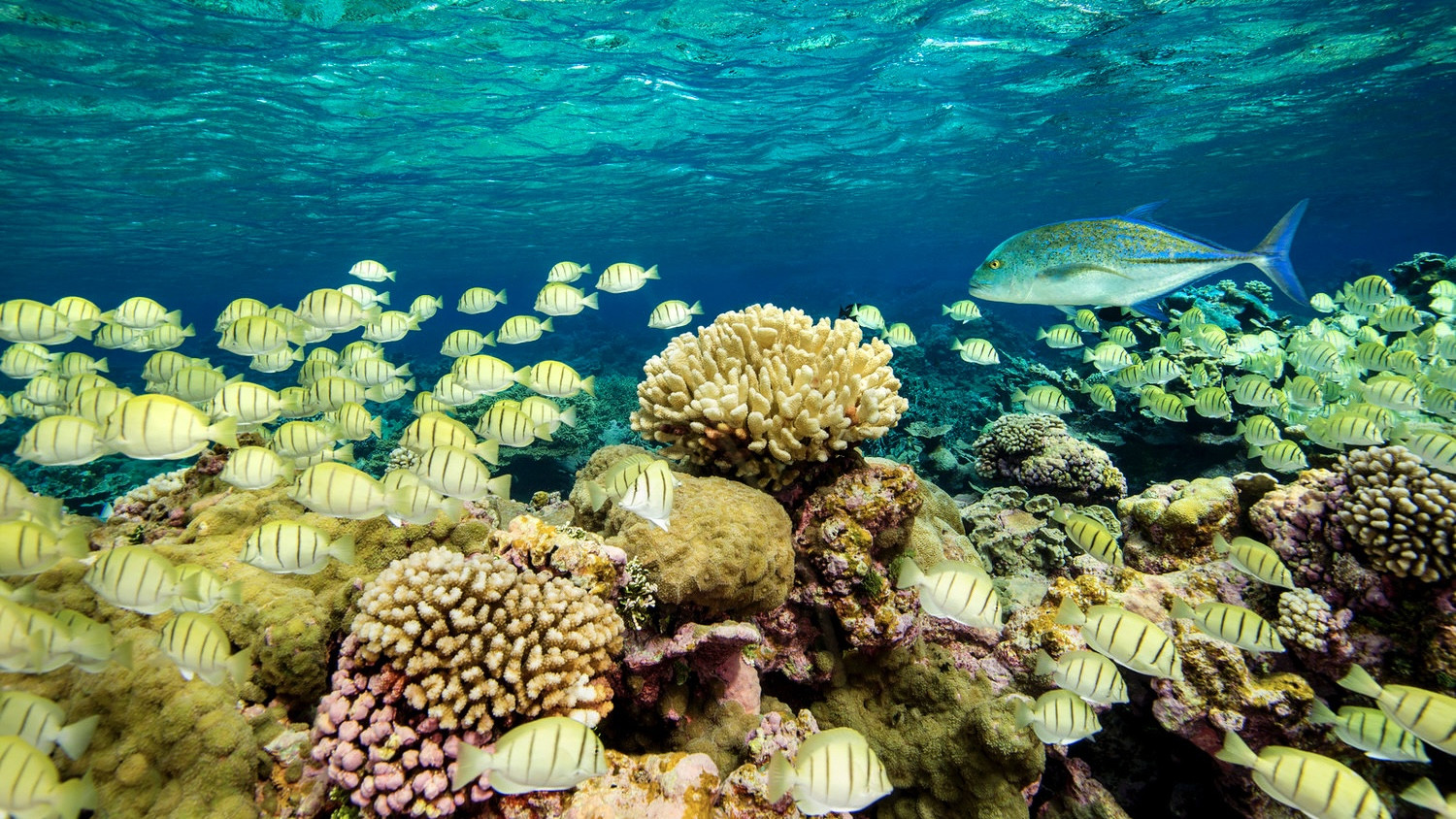 Backdrop for Ocean Paradise