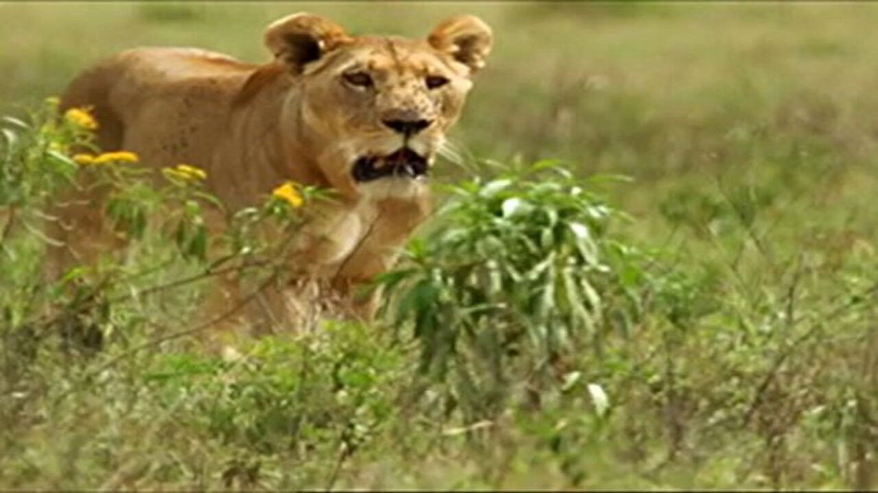 Backdrop for Survival: Tales from the Wild