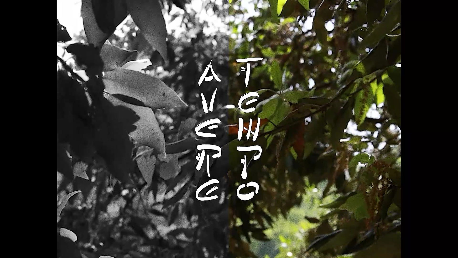 Backdrop for AVERE TEMPO