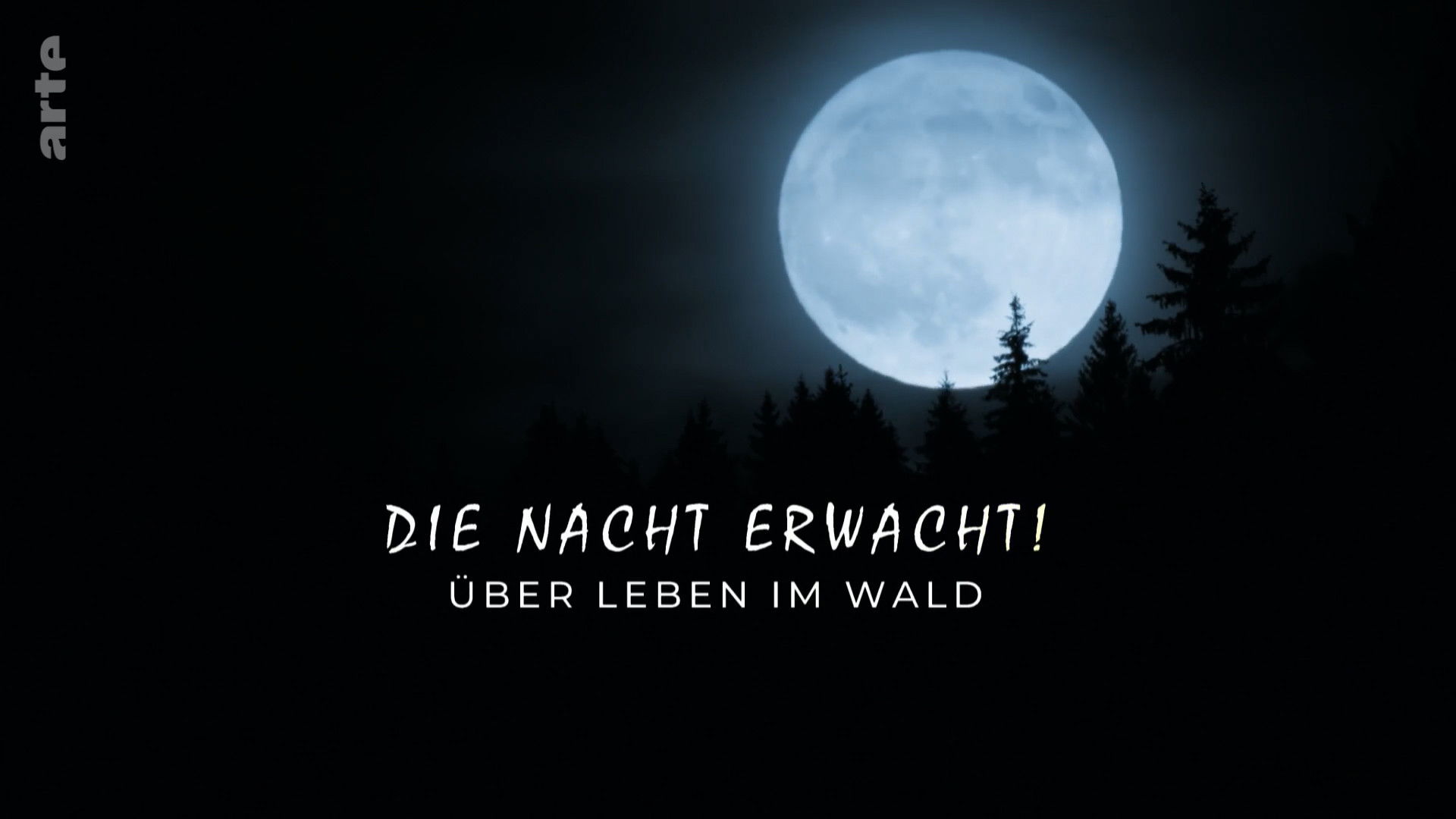 Backdrop for Die Nacht erwacht! Über Leben im Wald