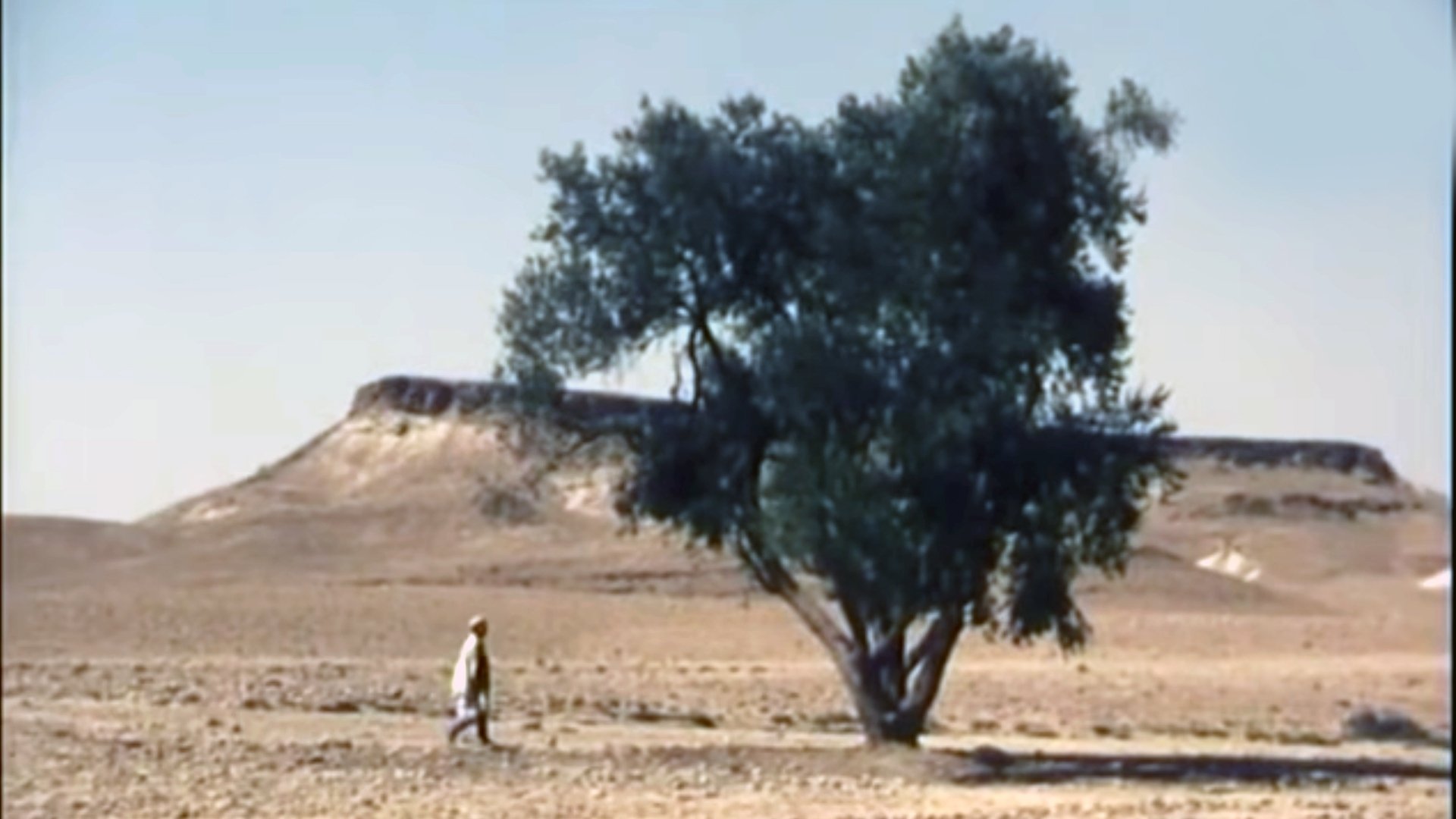 Backdrop for The Olive Tree of Boul'hivet