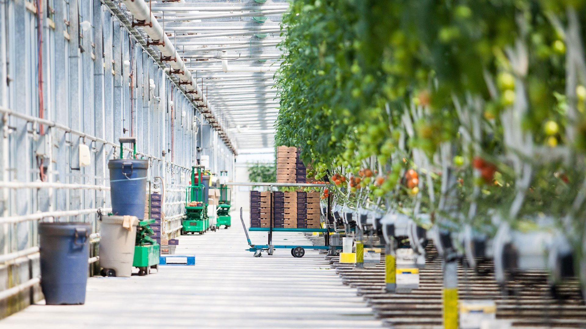 Backdrop for Food Factory