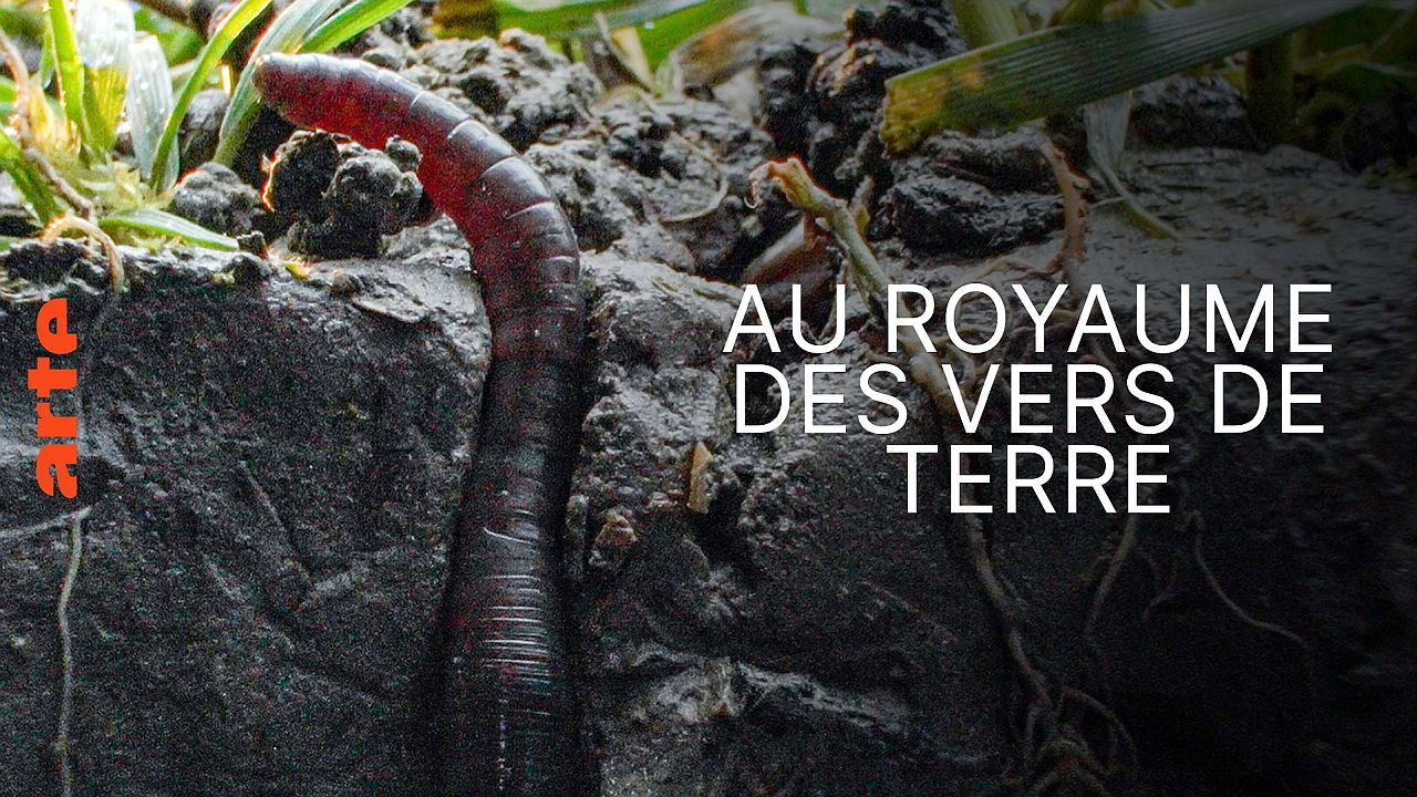 Backdrop for Au royaume des vers de terre: La vie du sol dévoilée