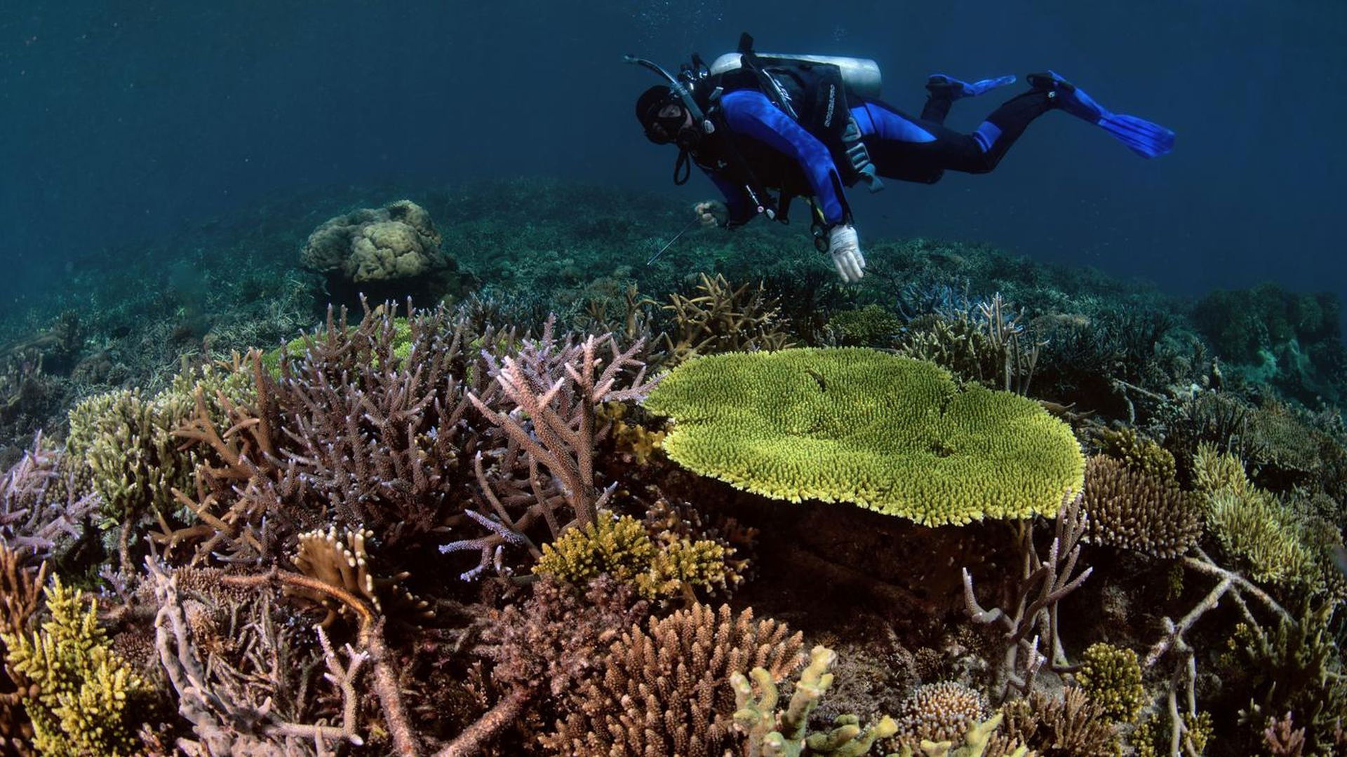 Backdrop for Super Reefs