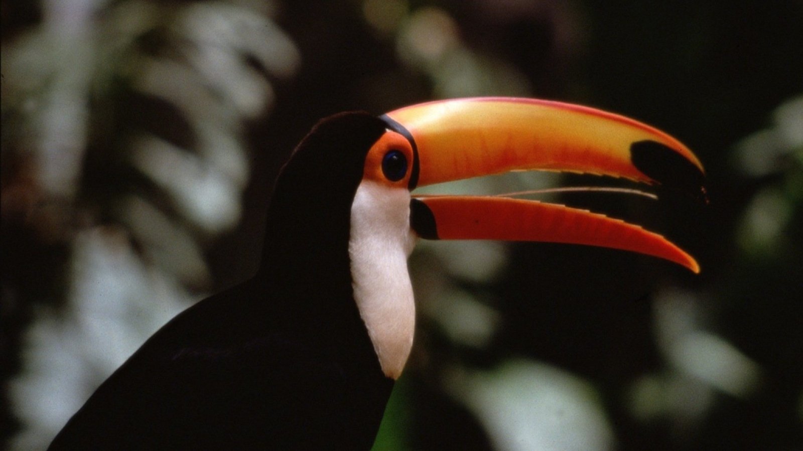 Backdrop for The Life of Birds