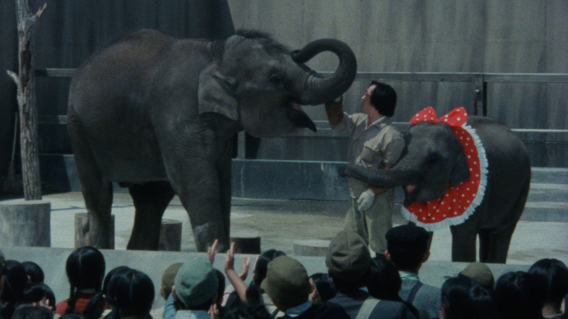 Backdrop for Baby Elephant Story: The angel who descended to earth