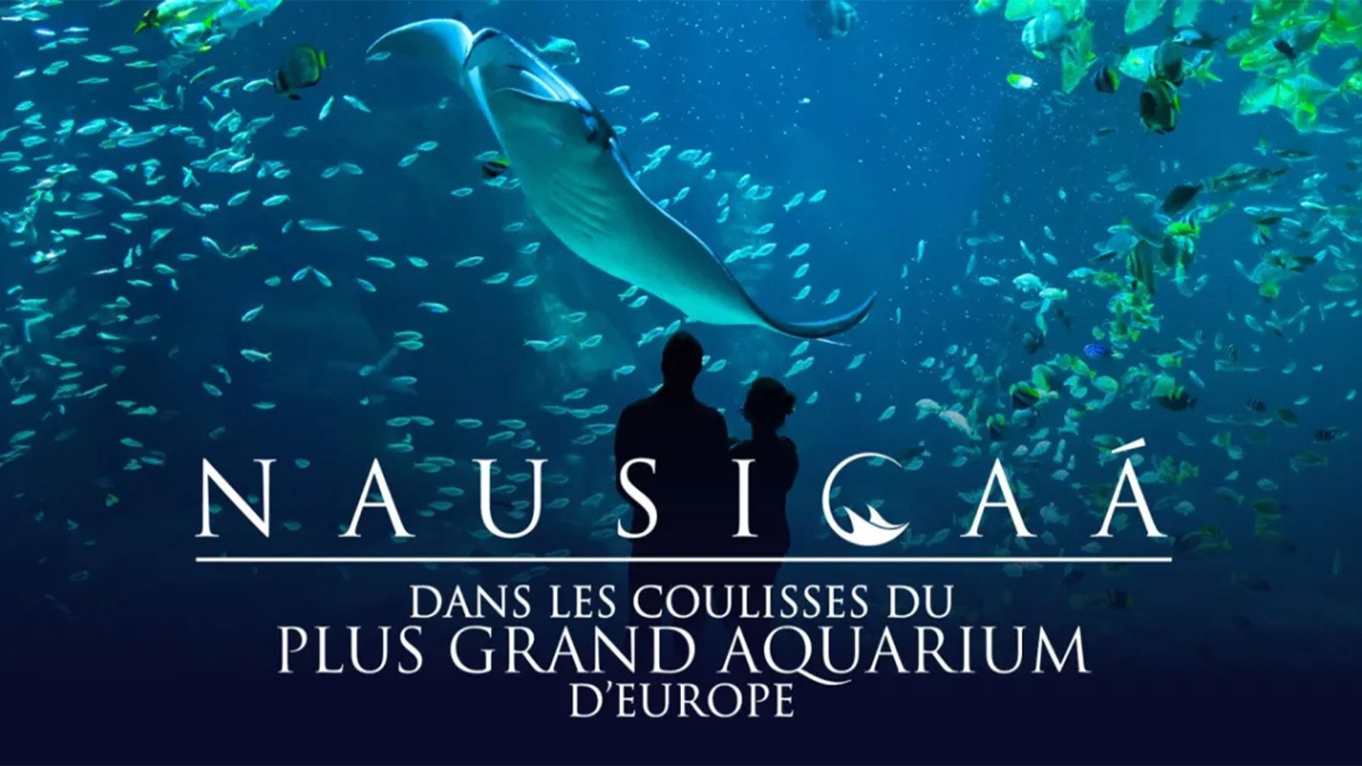 Backdrop for Nausicaá : Dans les coulisses du plus grand aquarium d'Europe