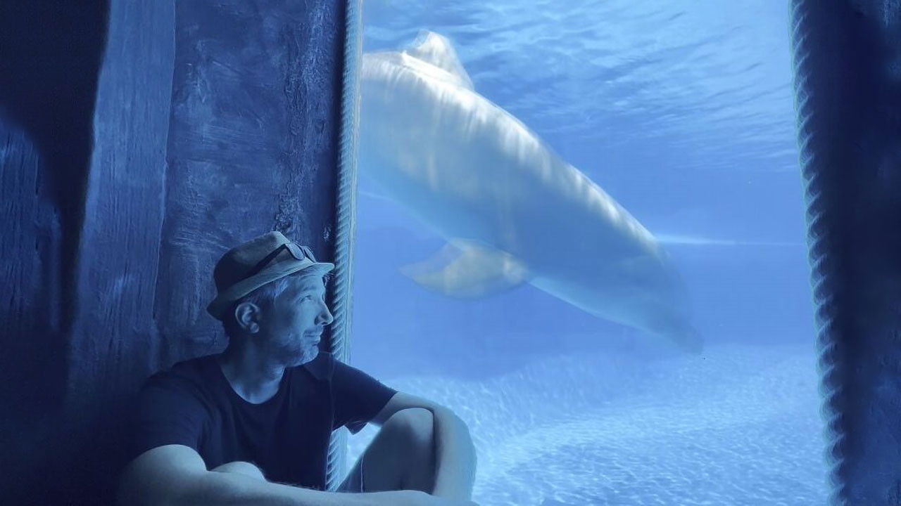 Backdrop for Delphinariums game over ?