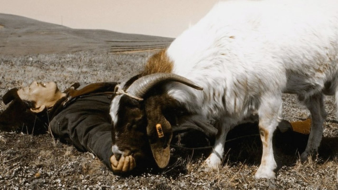 Backdrop for Two Great Sheep