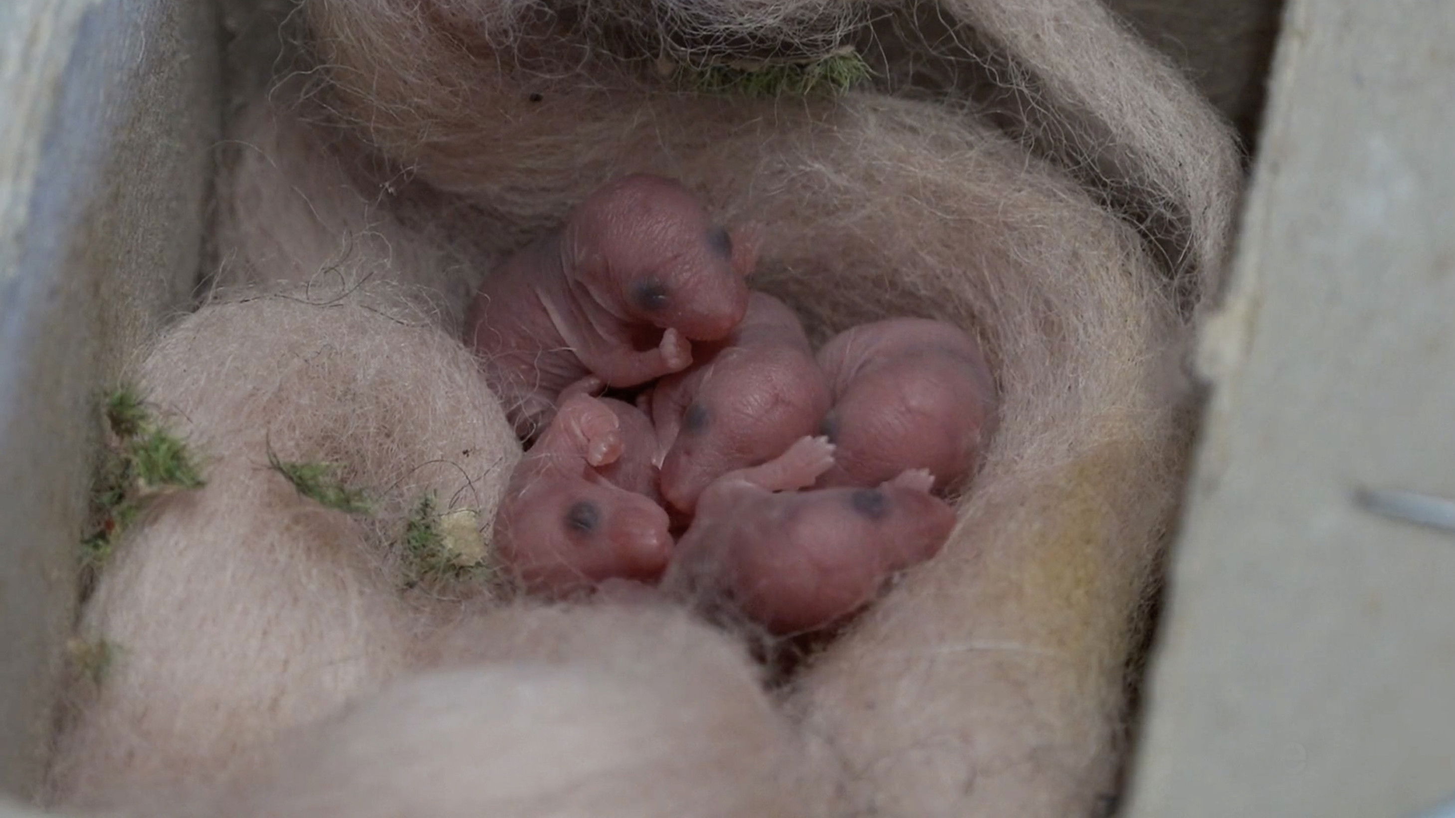 Backdrop for Mice of Rietveld