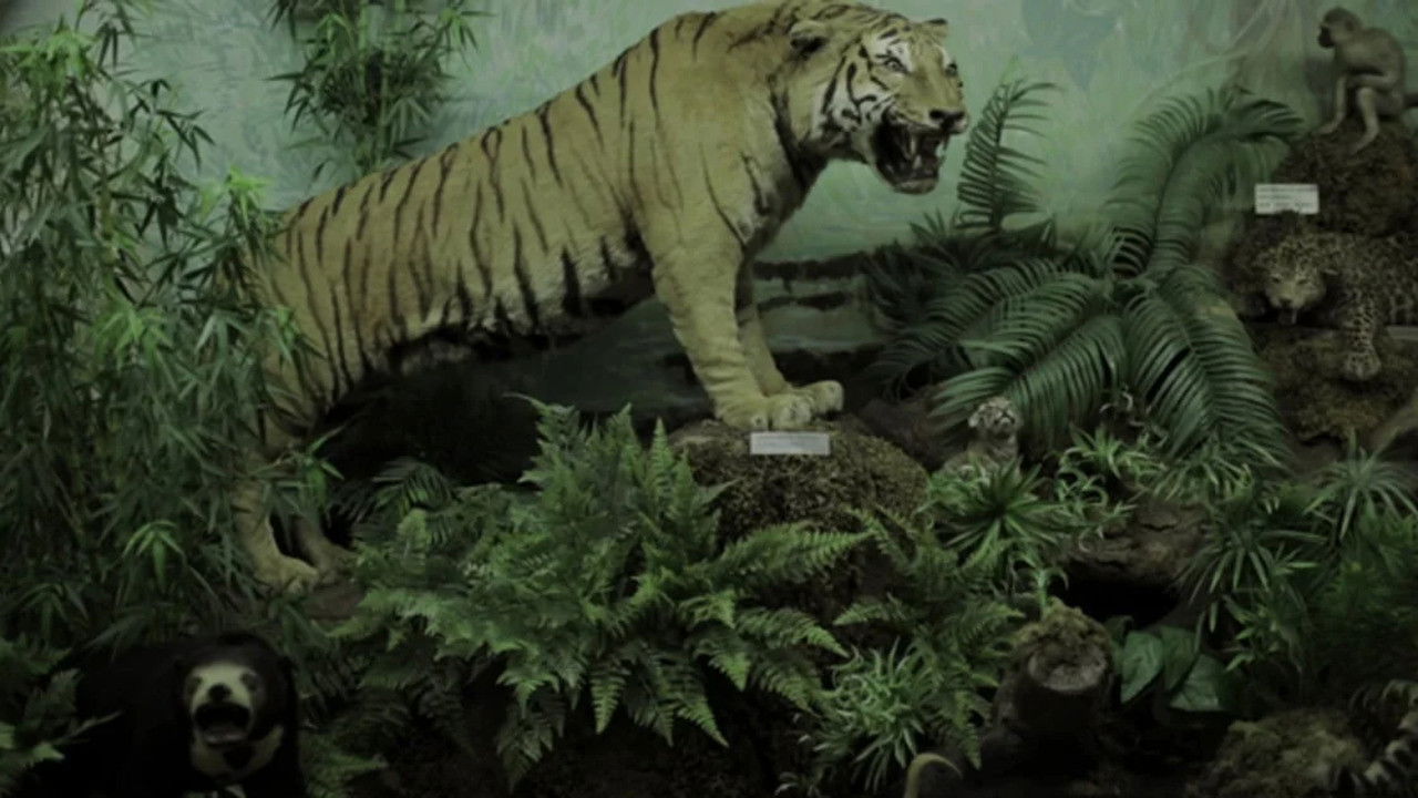 Backdrop for Washingtonia