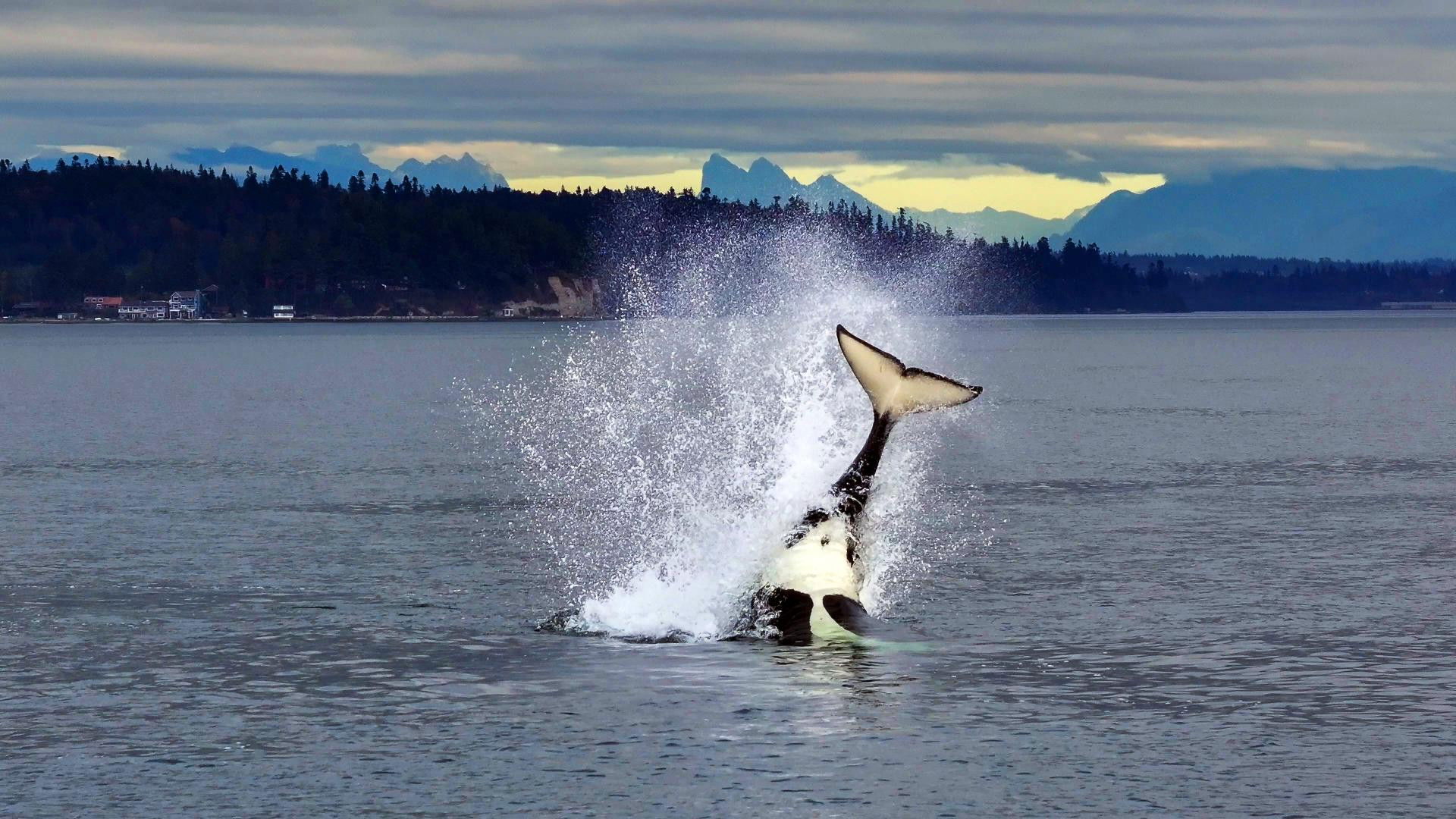 Backdrop for Orcas - Life in Black and White