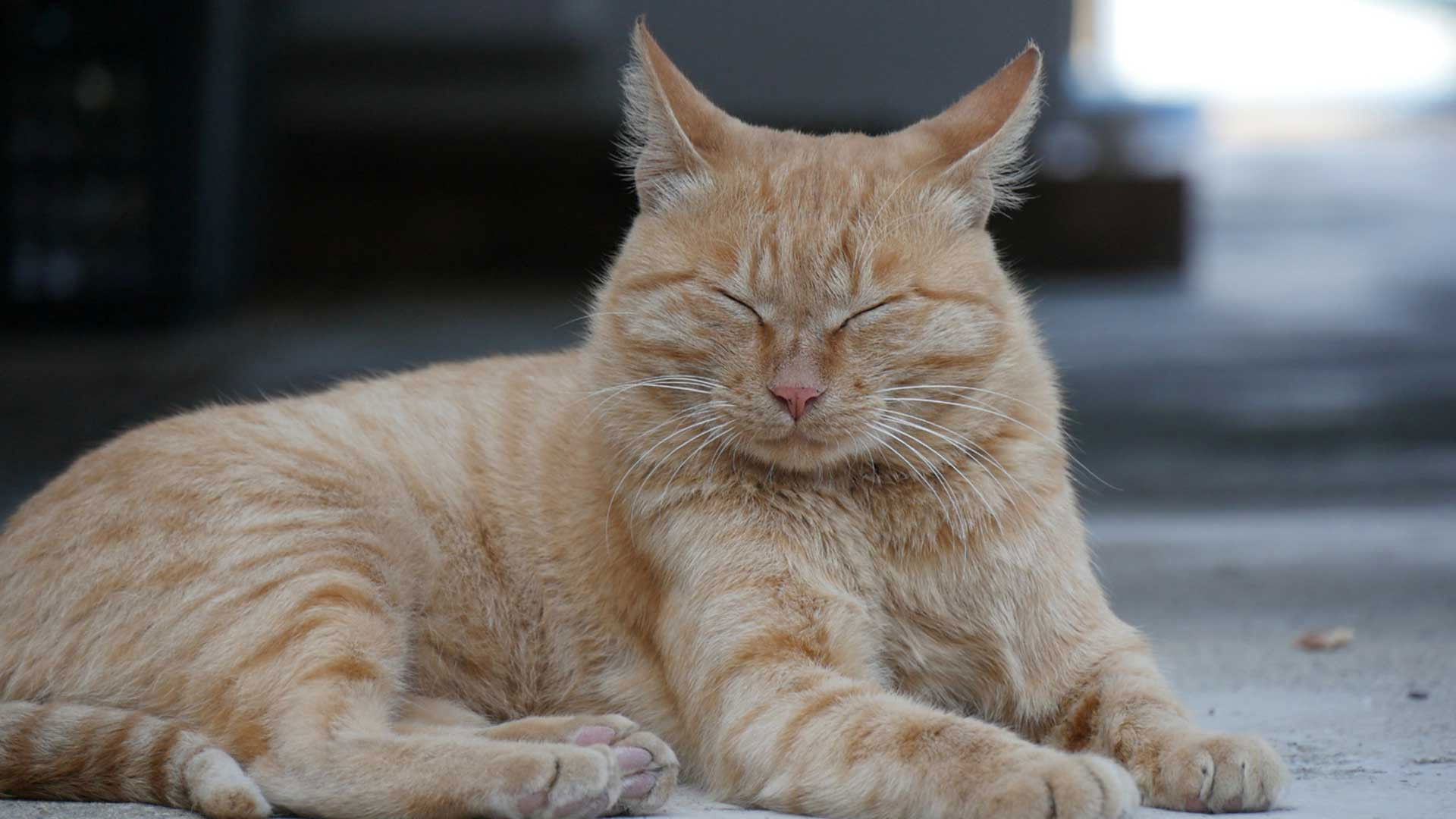 Backdrop for I am a Cat