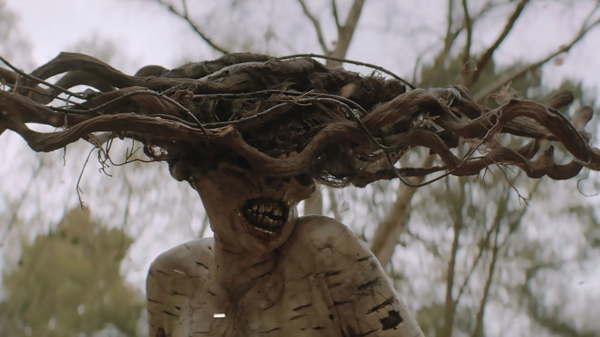 Backdrop for The Birch