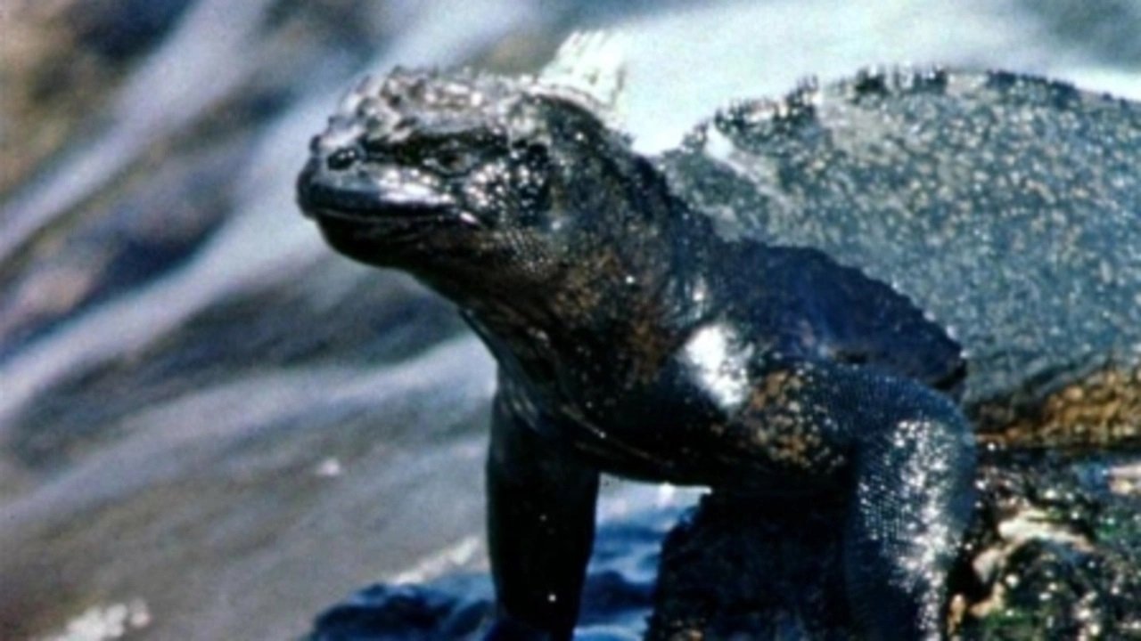 Backdrop for Islands of the Sea