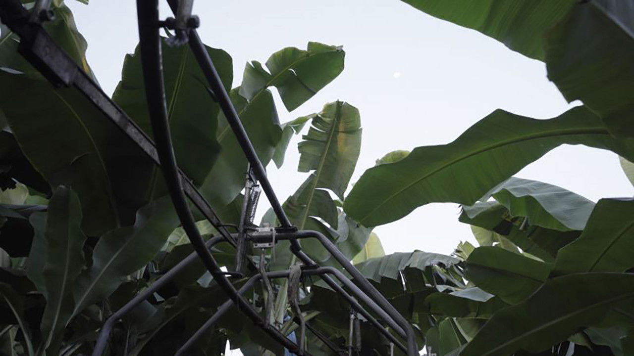 Backdrop for The Inner Life of Exterior Plants
