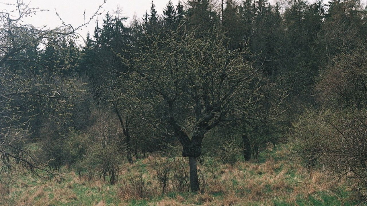 Backdrop for This Kind of Spring Has Never Been Yet