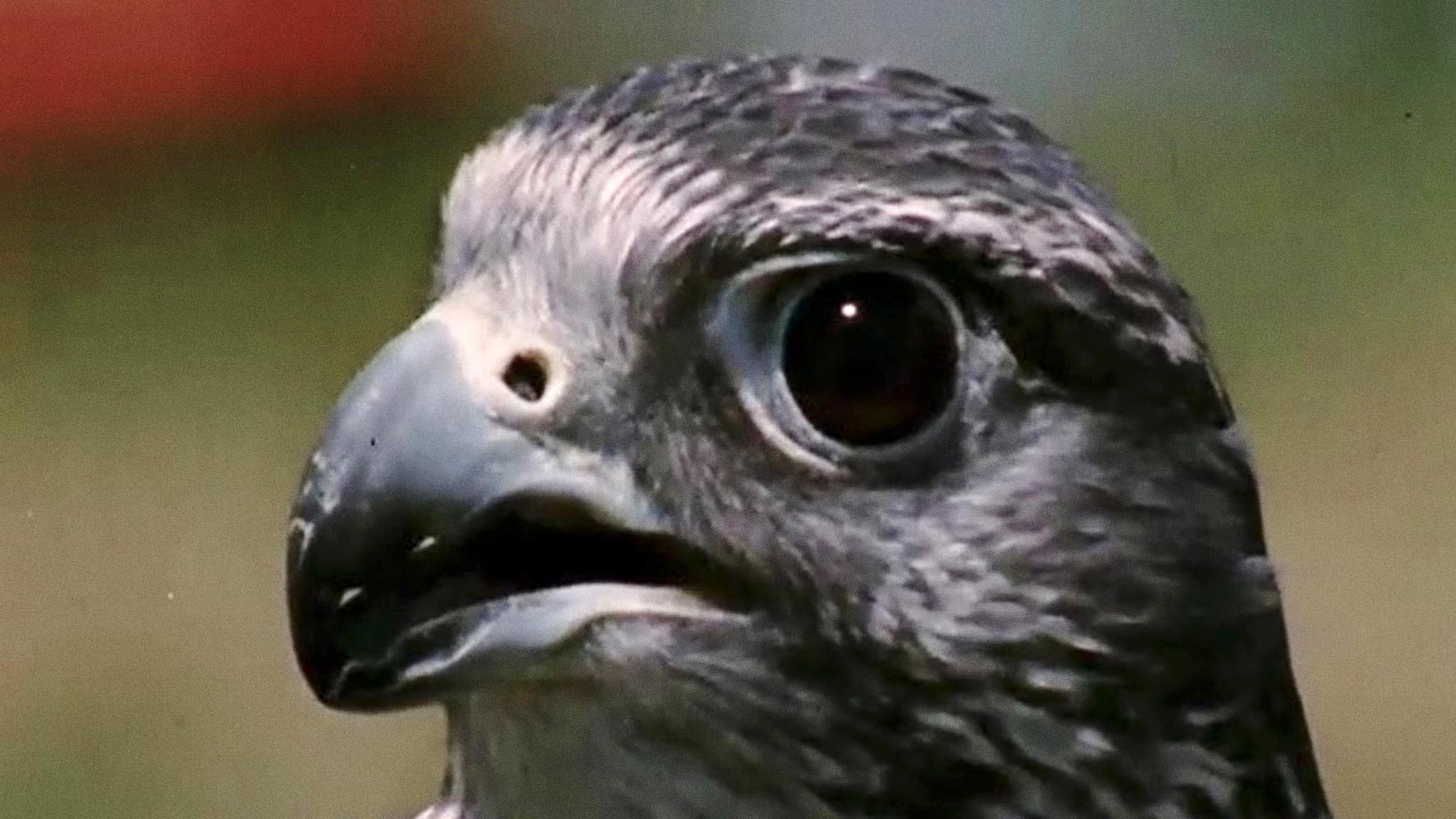 Backdrop for Atonement