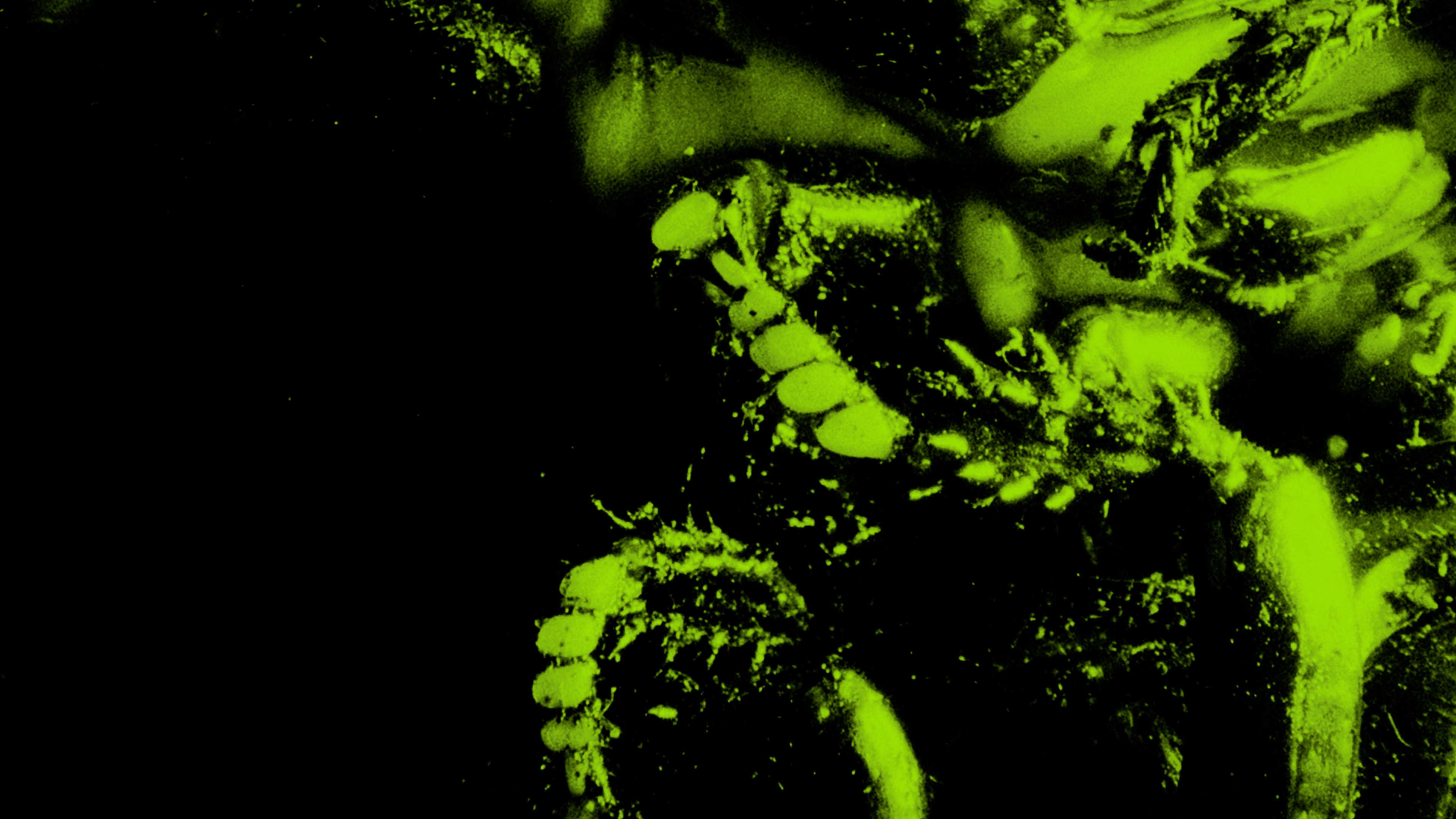 Backdrop for INSETTICIDA