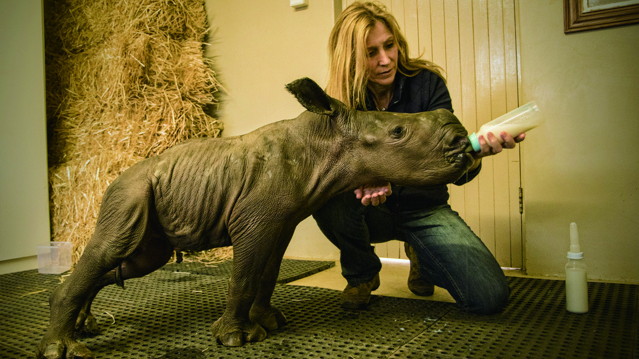 Backdrop for Stroop: Journey into the Rhino Horn War
