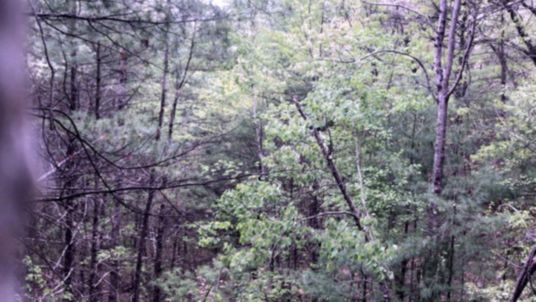 Backdrop for Millstone Woods May 2018