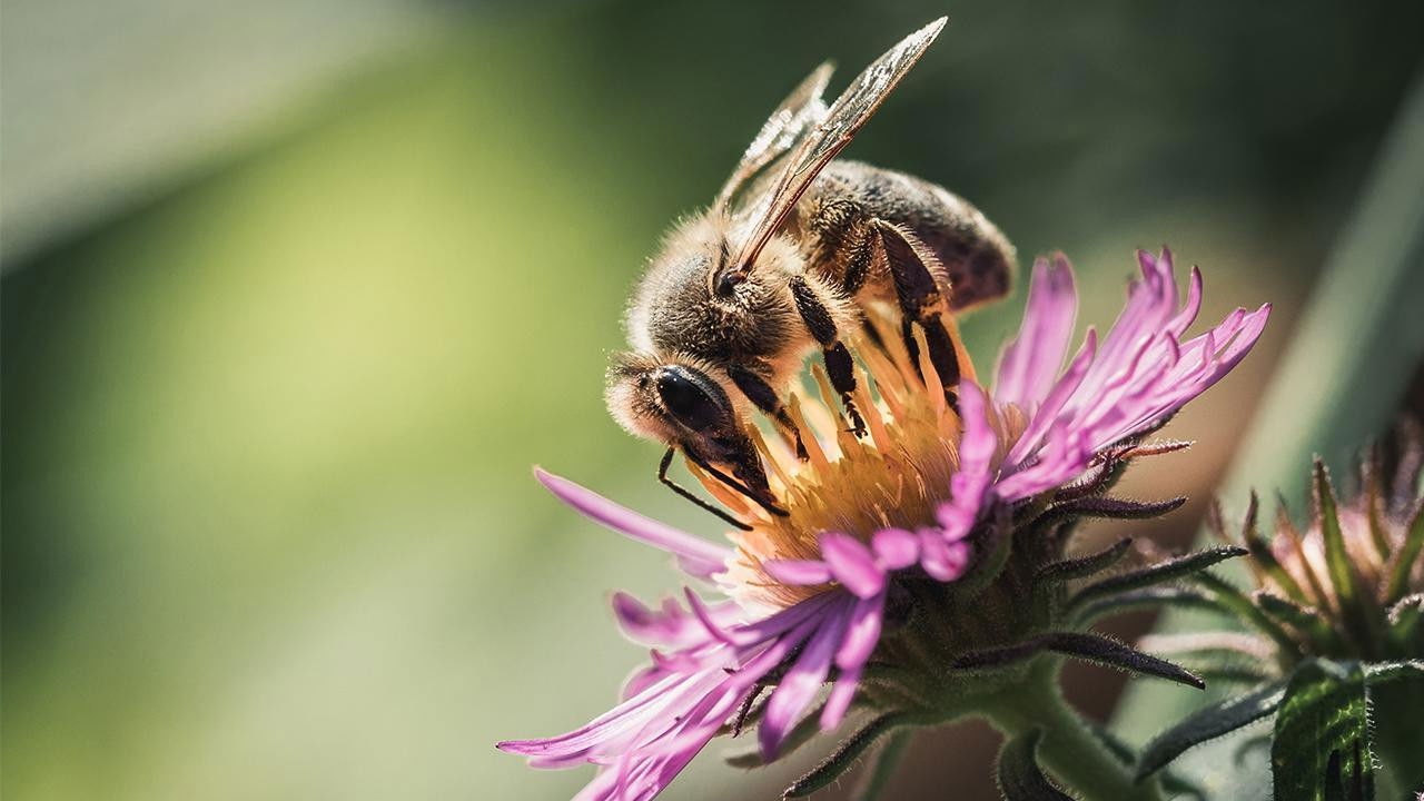 Backdrop for Où sont passées les hirondelles ?