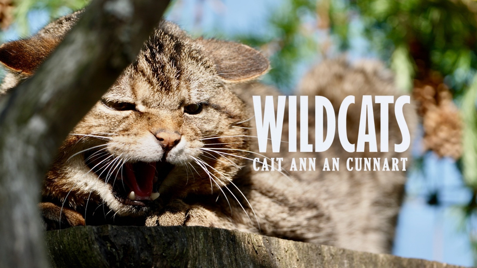 Backdrop for Wildcats: Cait ann an Cunnart