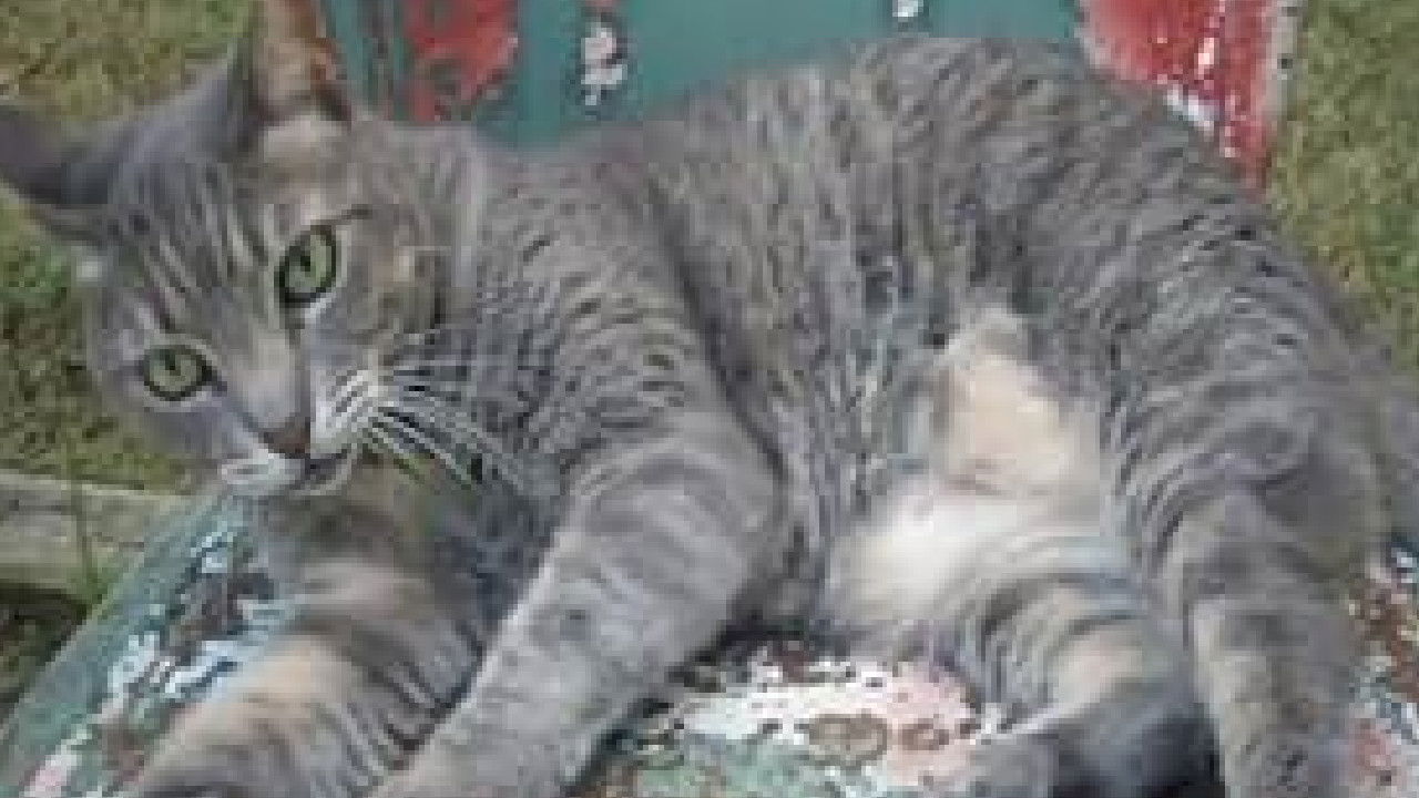 Backdrop for Goliath