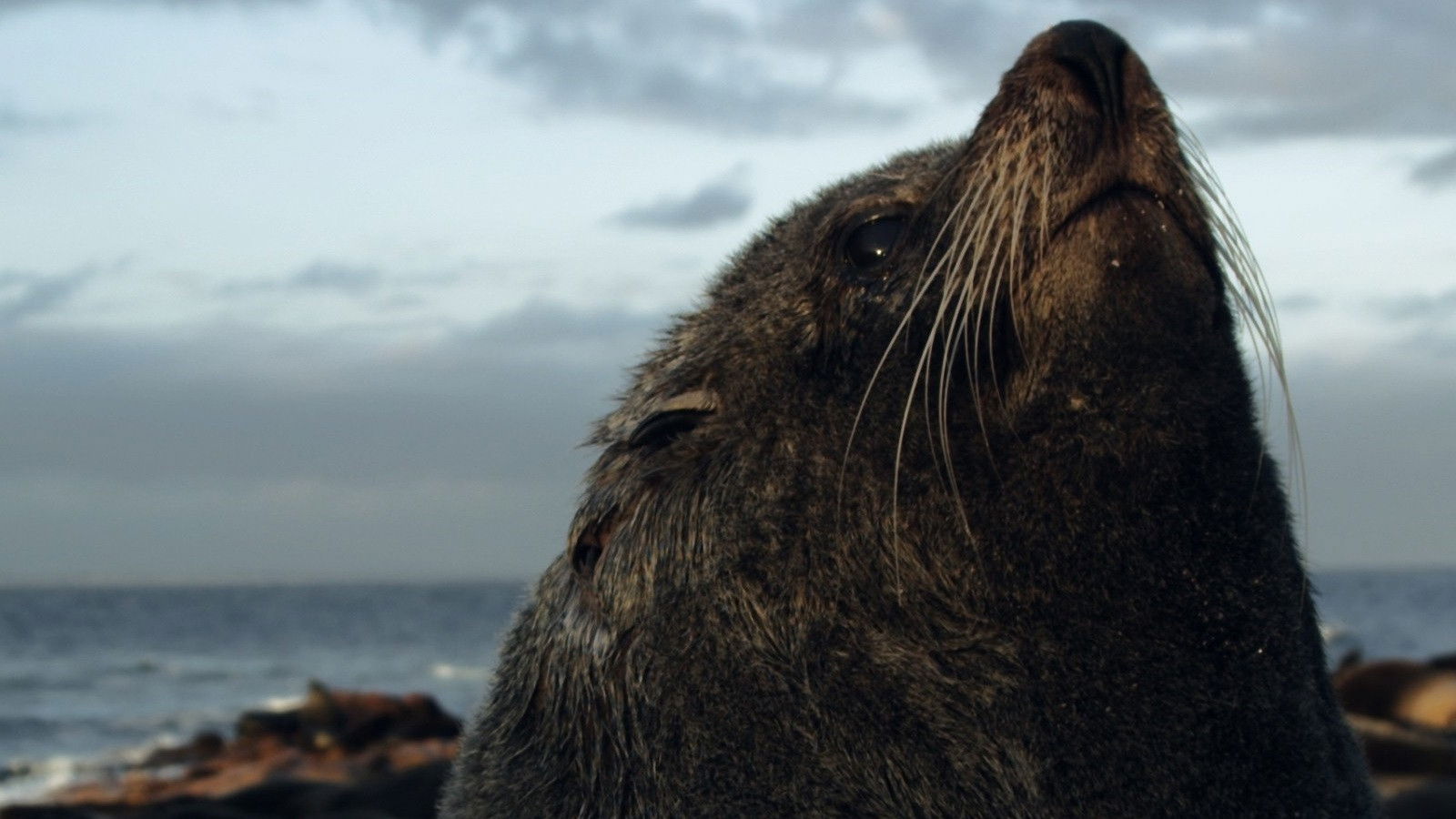 Backdrop for The Alpha Male Guide