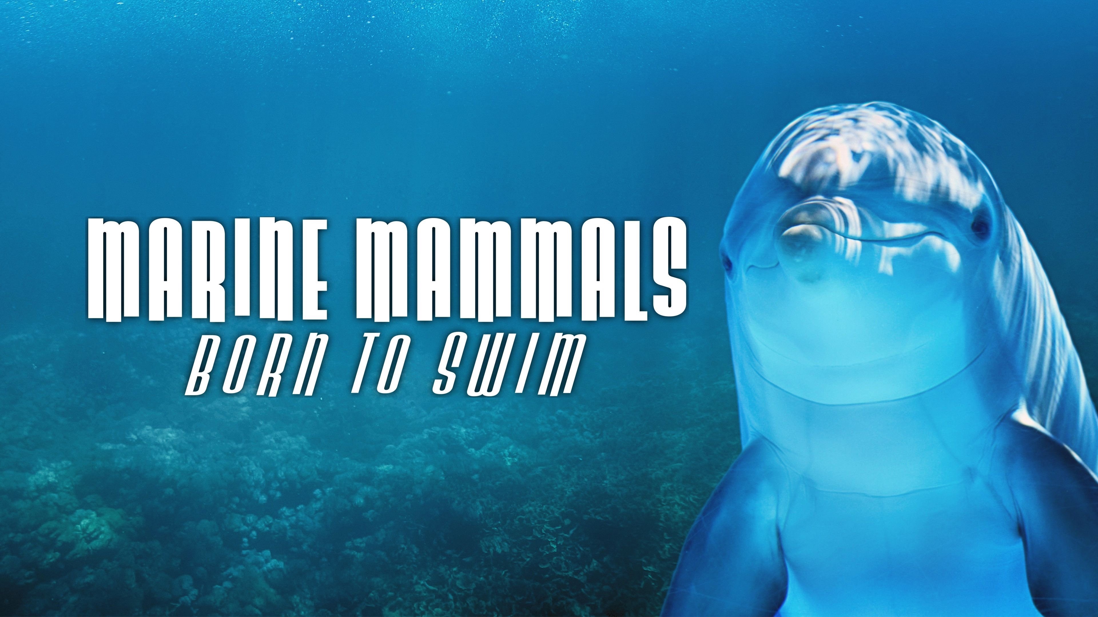 Backdrop for Marine Mammals - Born to Swim
