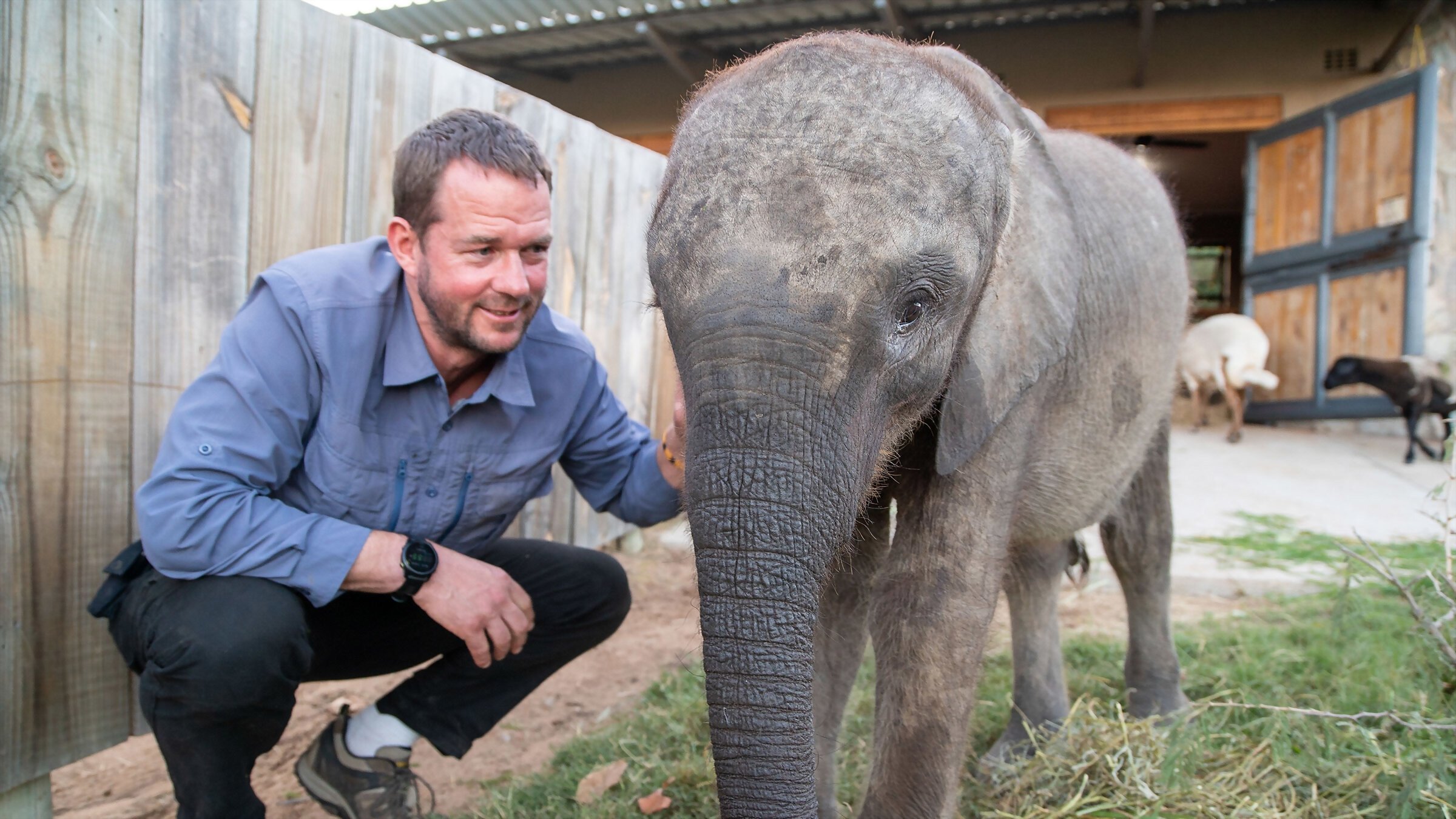 Backdrop for Baby Animal Rescue