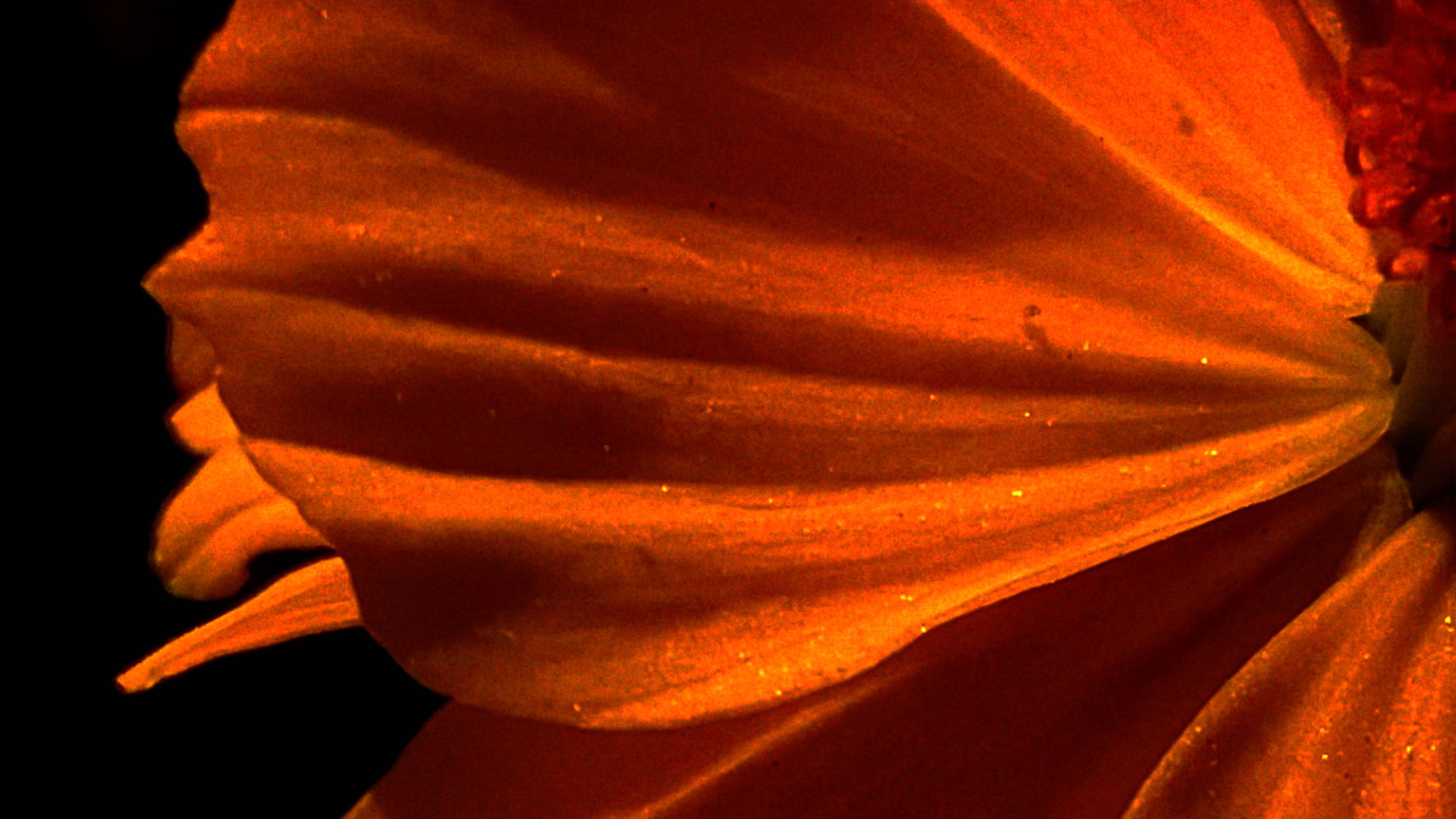 Backdrop for Emergence