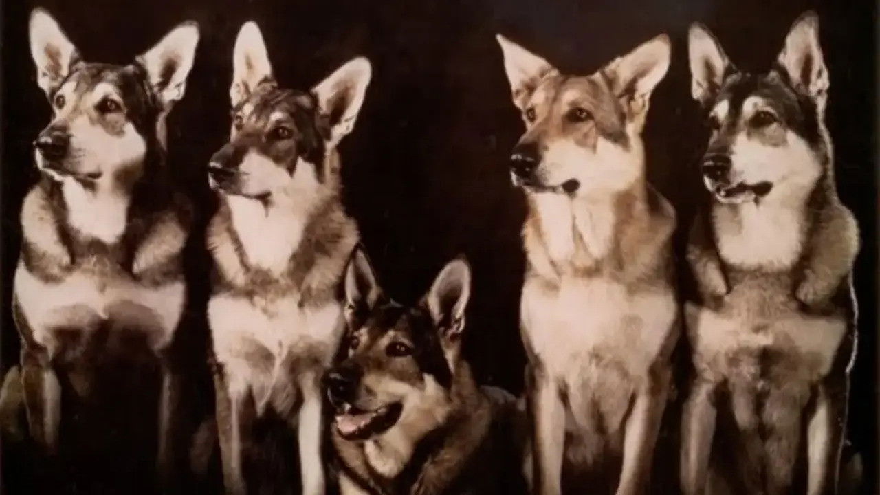 Backdrop for The Littlest Hobo