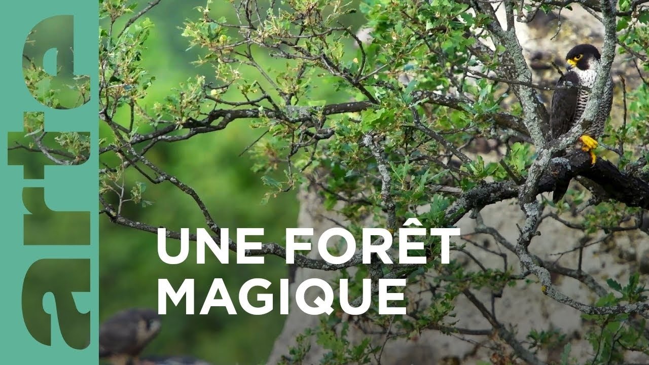 Backdrop for Au cœur d'une forêt magique
