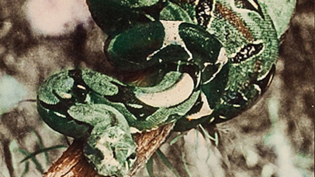 Backdrop for Attack of the Jungle Women