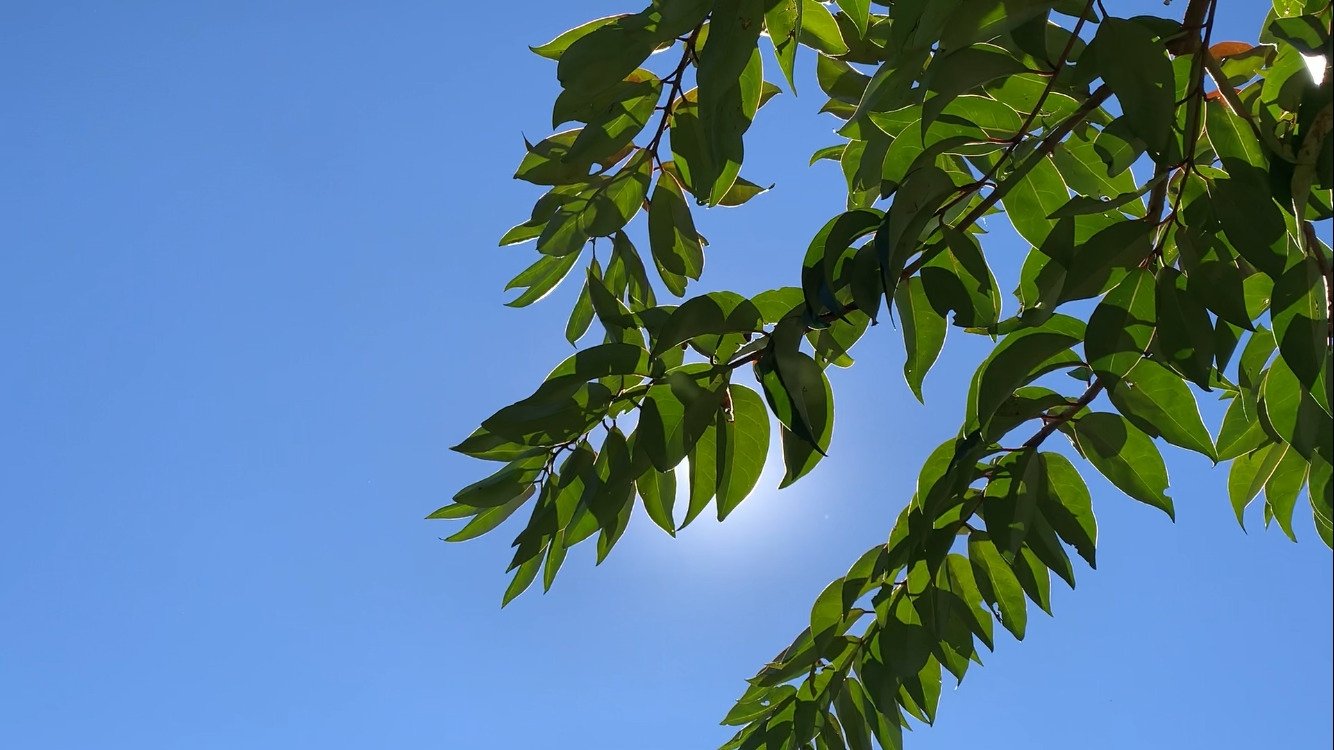 Backdrop for O morto-vivo