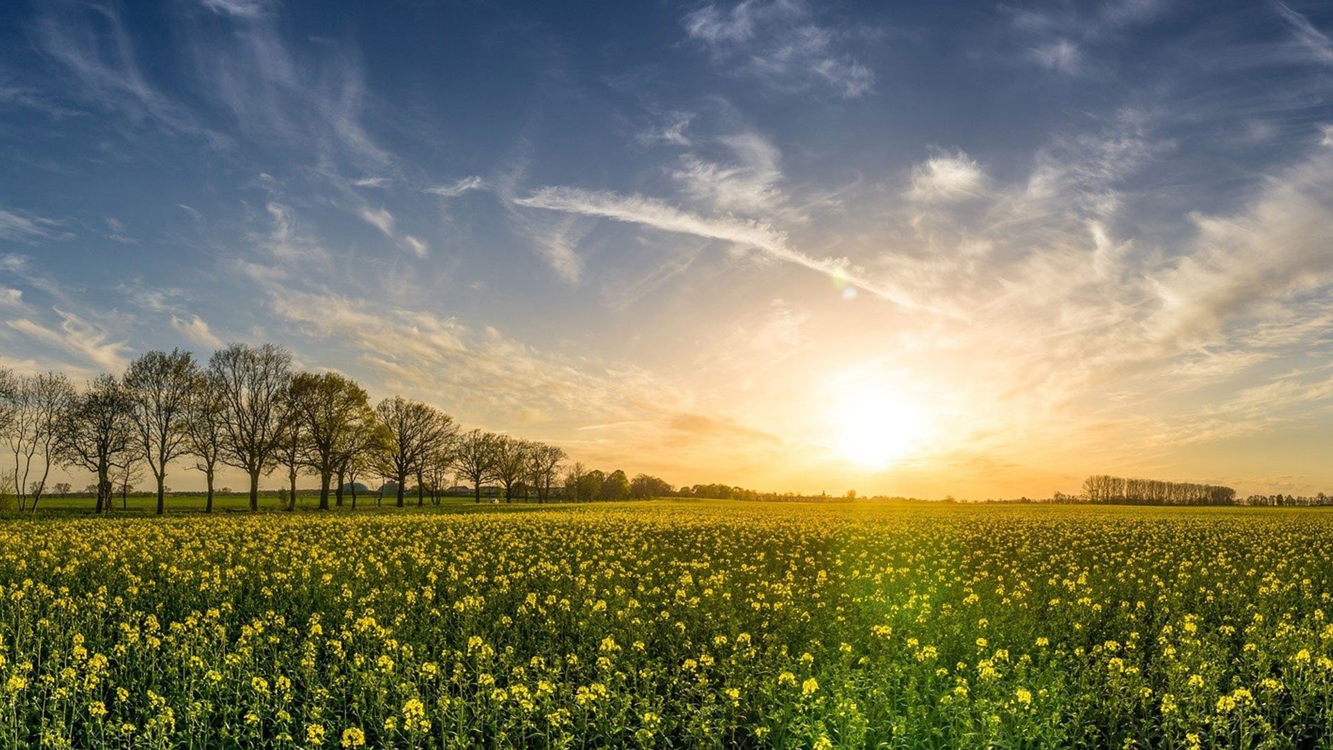 Backdrop for Die grüne Revolution - Bio statt Kohle und Öl?